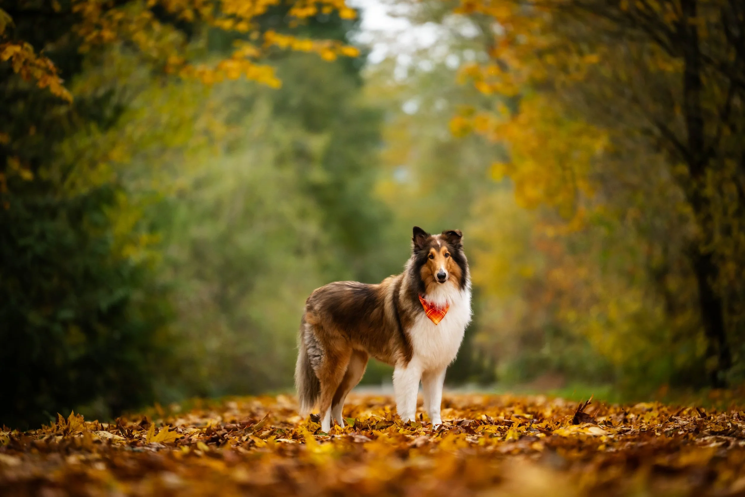 Show dog photographer, Southern washington photographer, Vancouver dog photographer, Portland dog photos