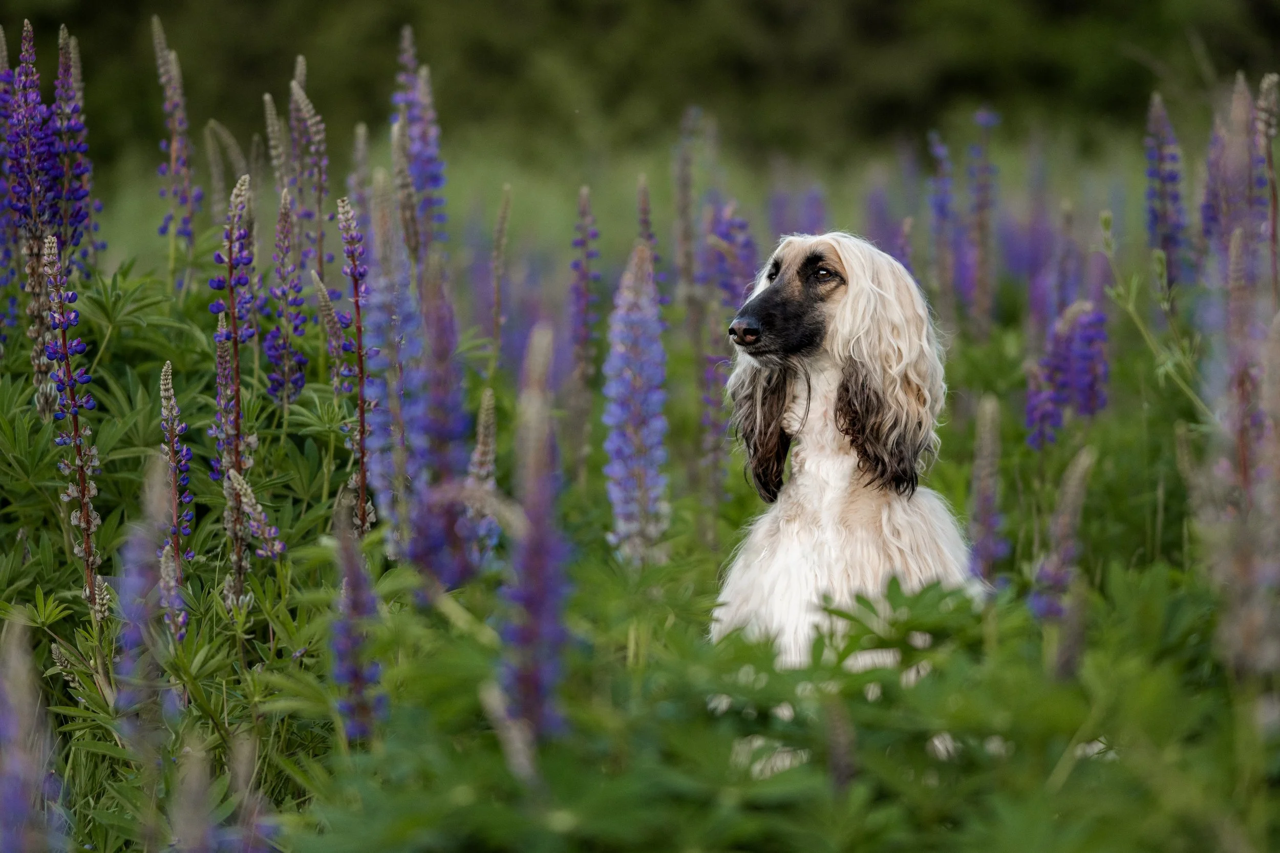 Sighthound photographer, sighthounds of seattle, seattle sighthound, redmond photographer, redmond photos, kirkland photogorapher, dog photographer of seattle