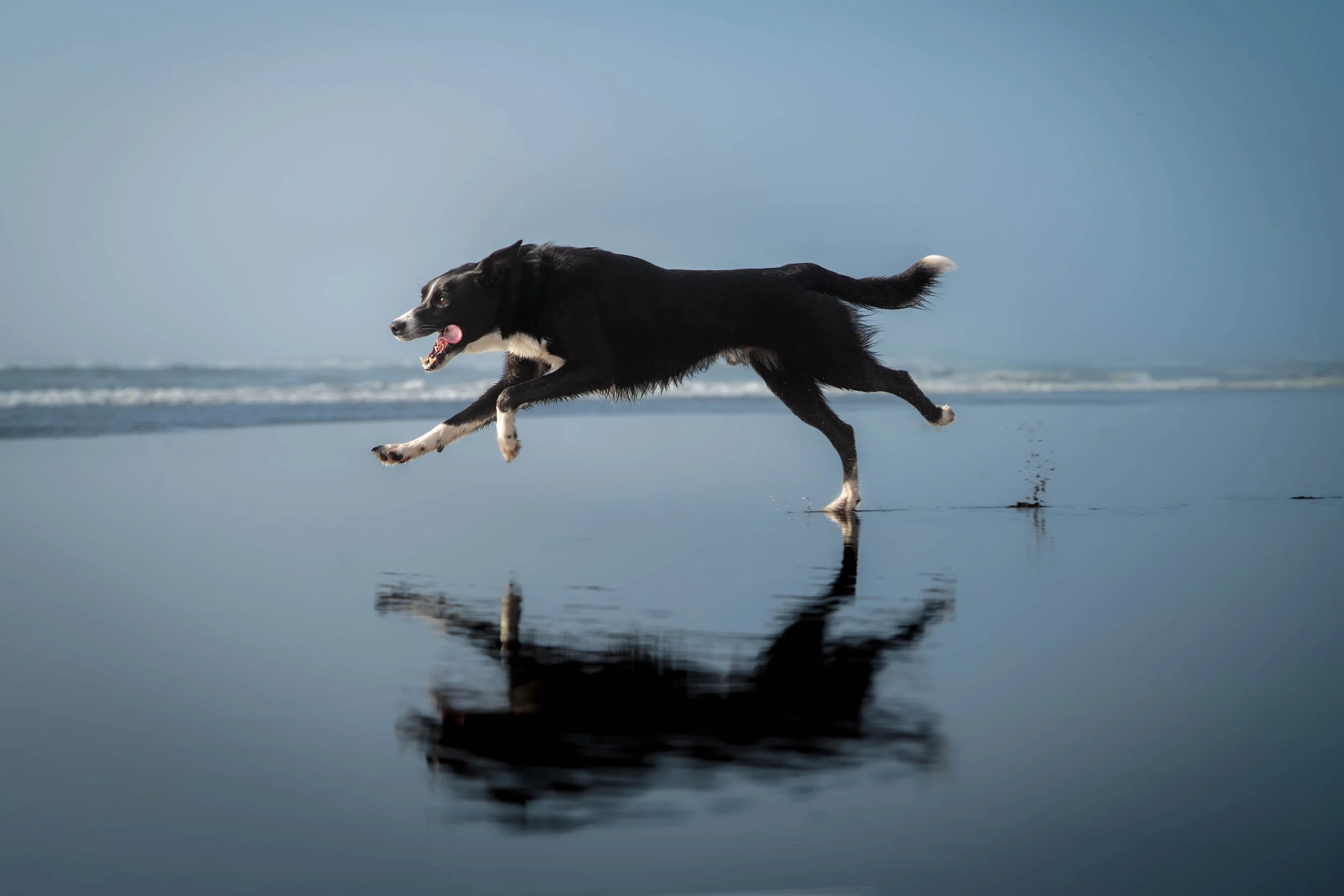 oregon coast photos, portland photos, oregon, canon beach dog photos, portland dog photographer