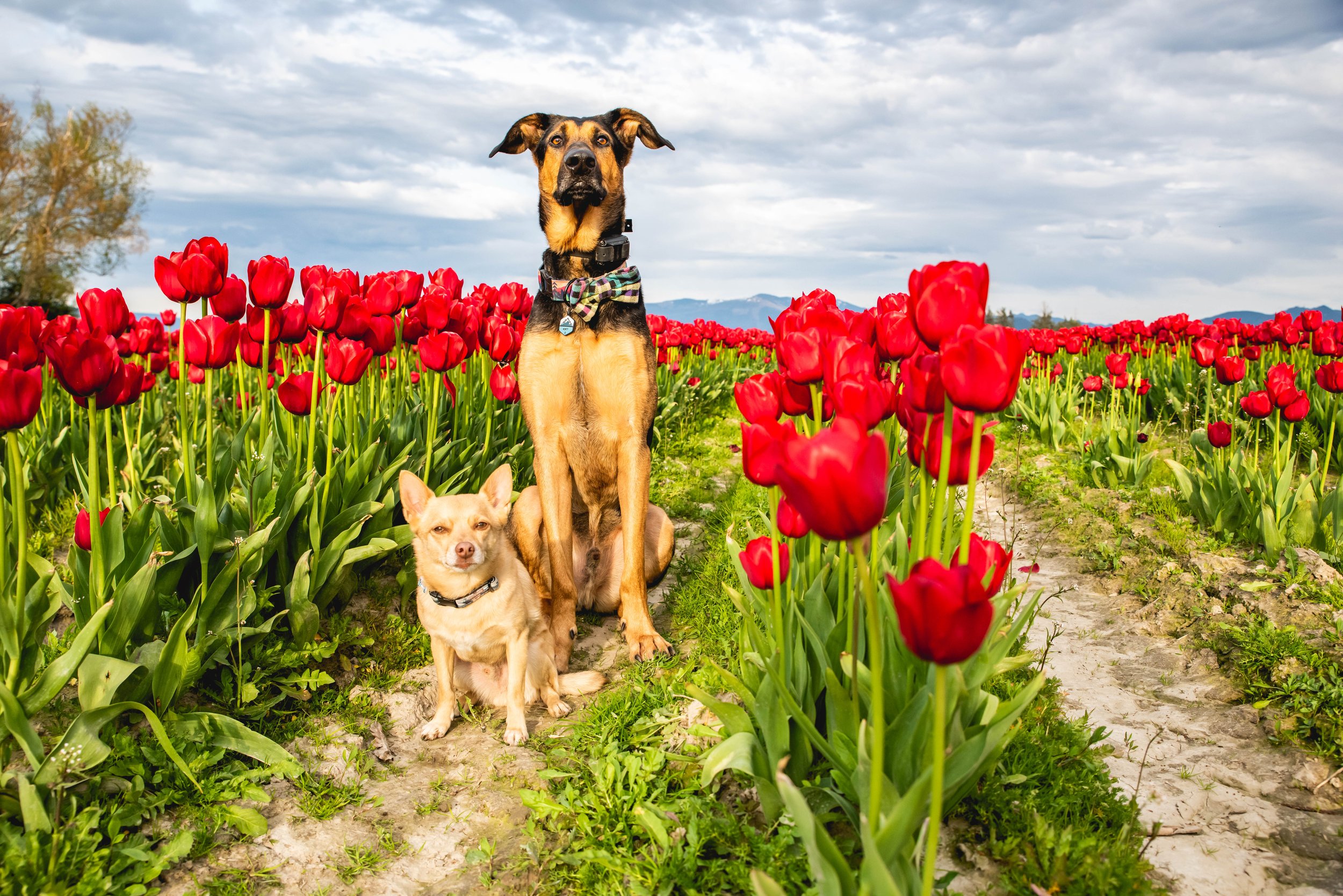 dogs in tulip fields 