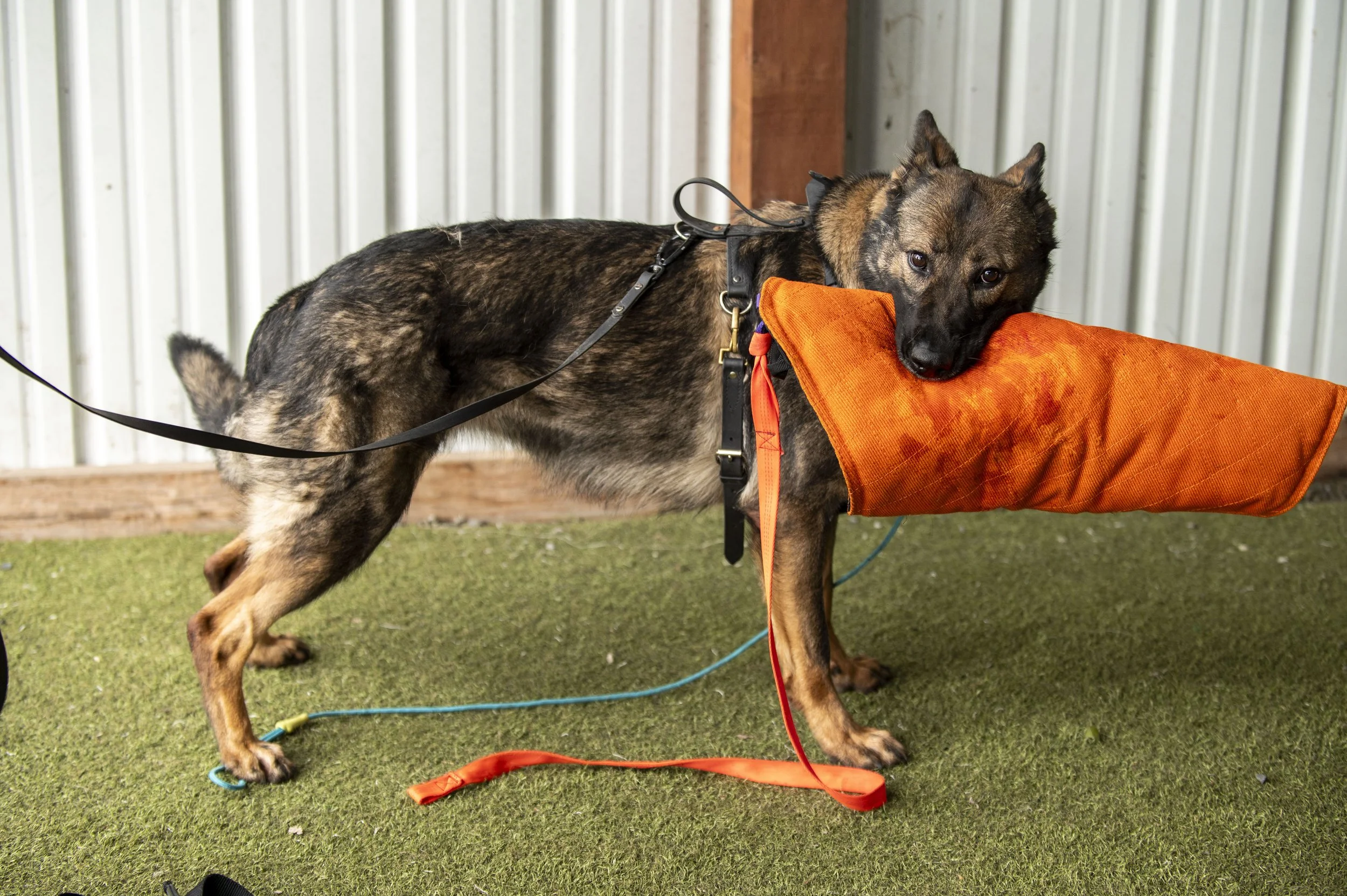 Southpaw K9 Seminar-187.jpg