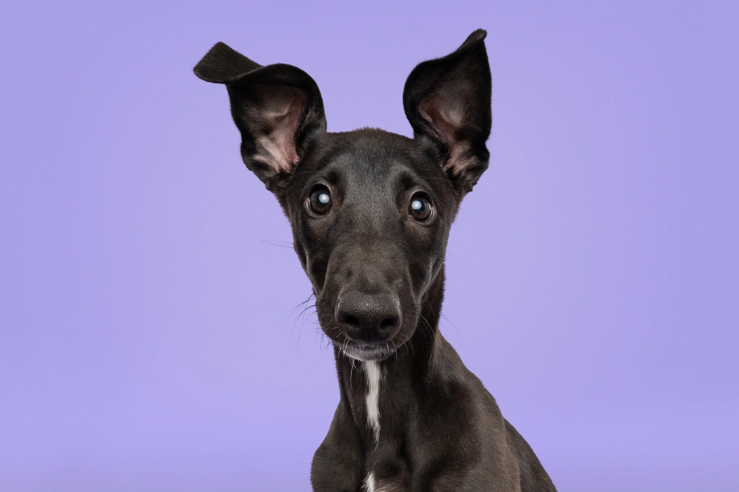 puppy photos, puppies, seattle puppy training, puppy training, dog training, puppy training class, puppy socialization