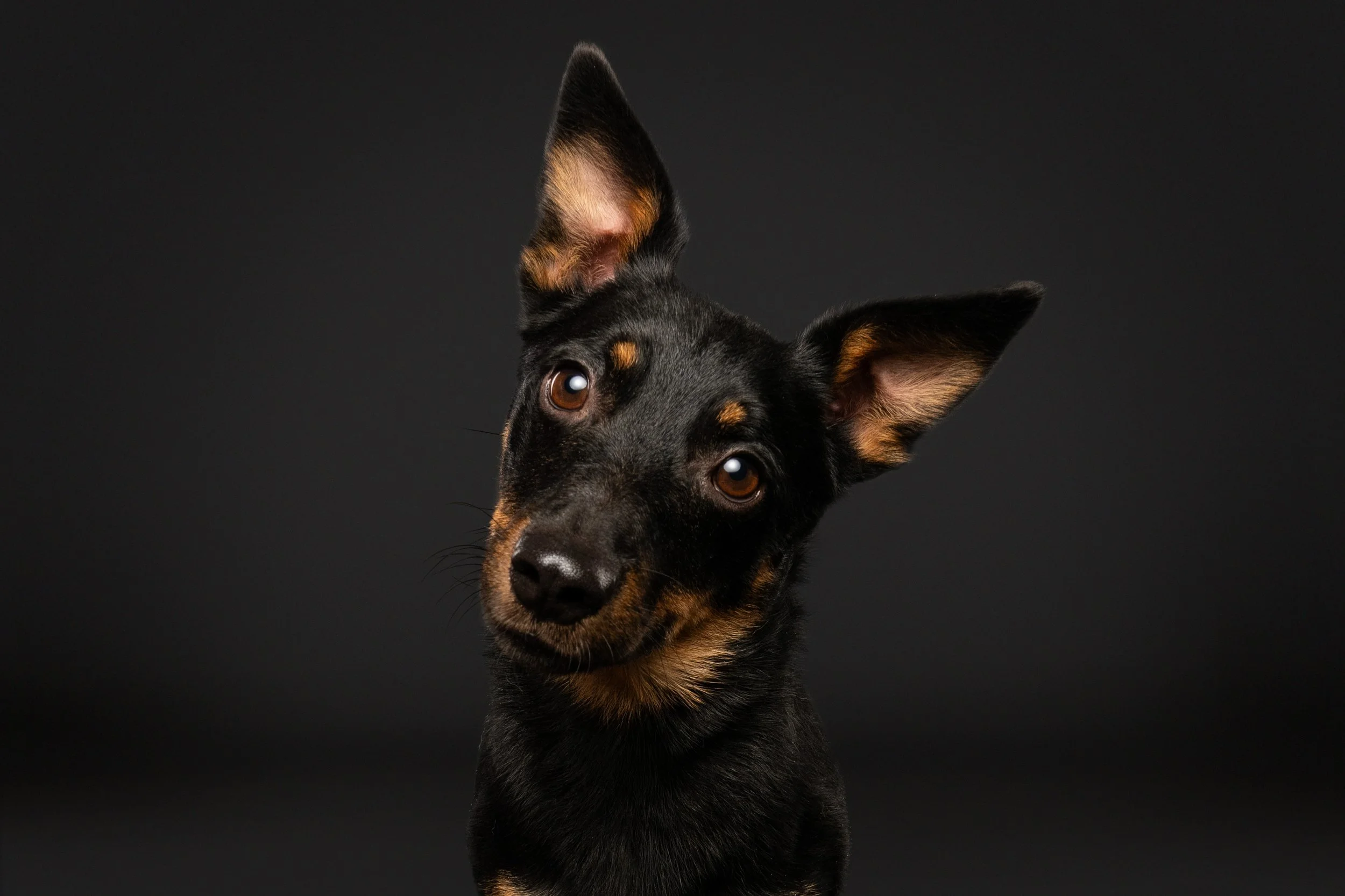 lanchashire heeler, rare dog photos, dog show photographer, serious dog photos, show dog photos