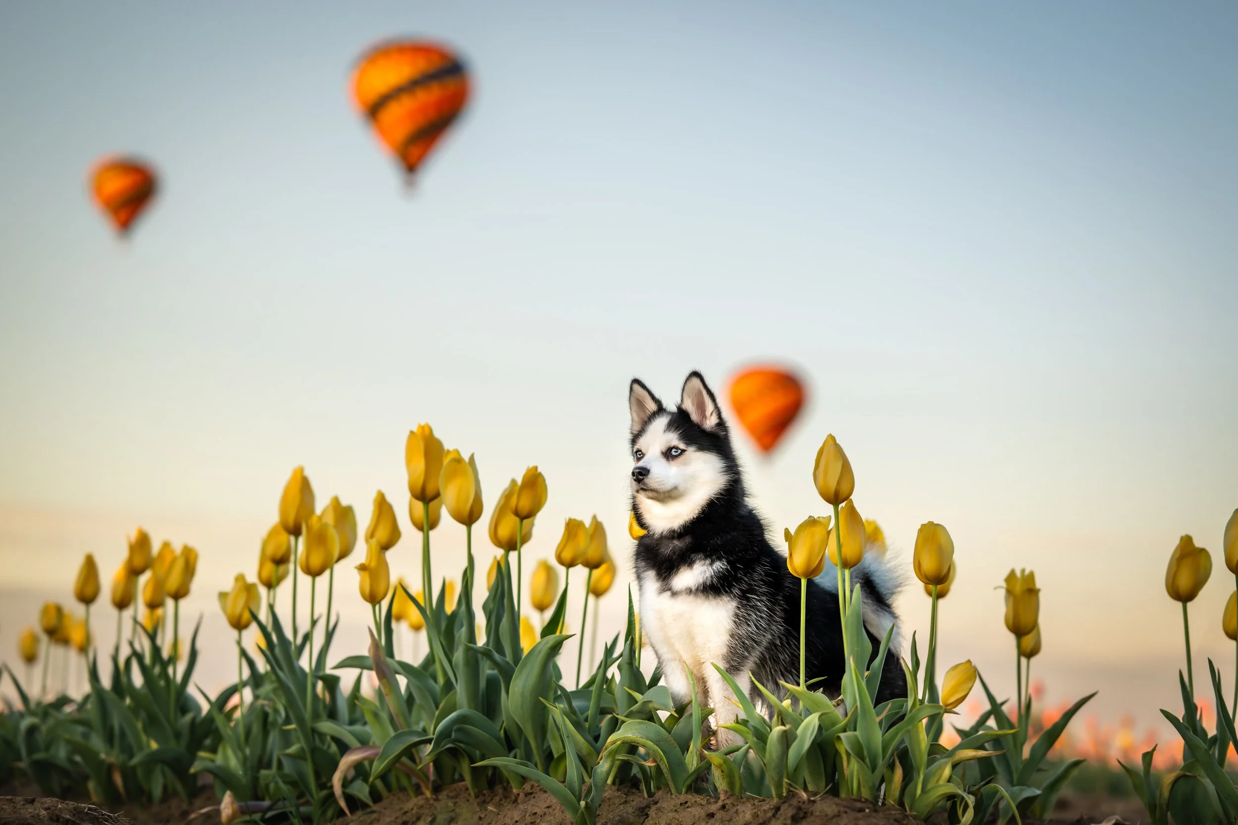 Portland dog photographer, portland photos, portland dogs