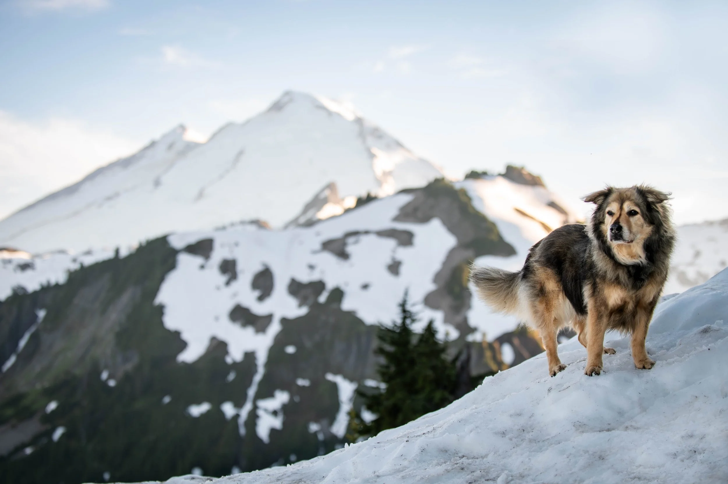 bellingham dog photographer, bellingham photographer, rescue dog