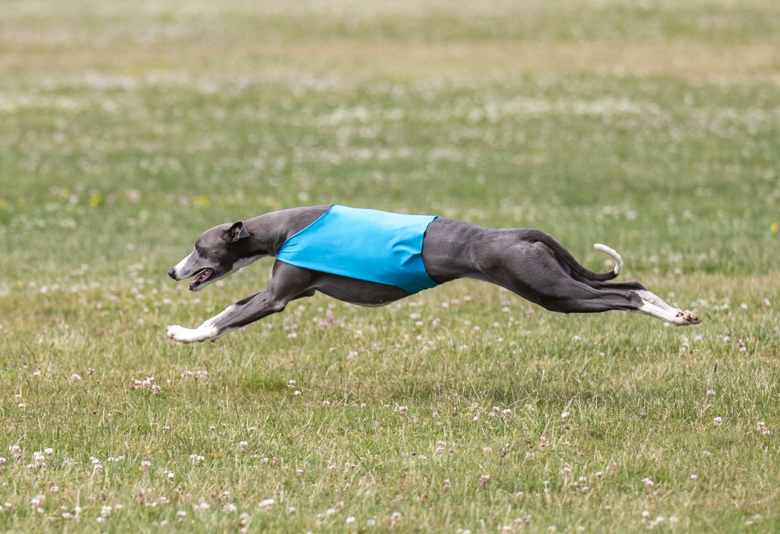 Lure Coursing June 22-18.jpg