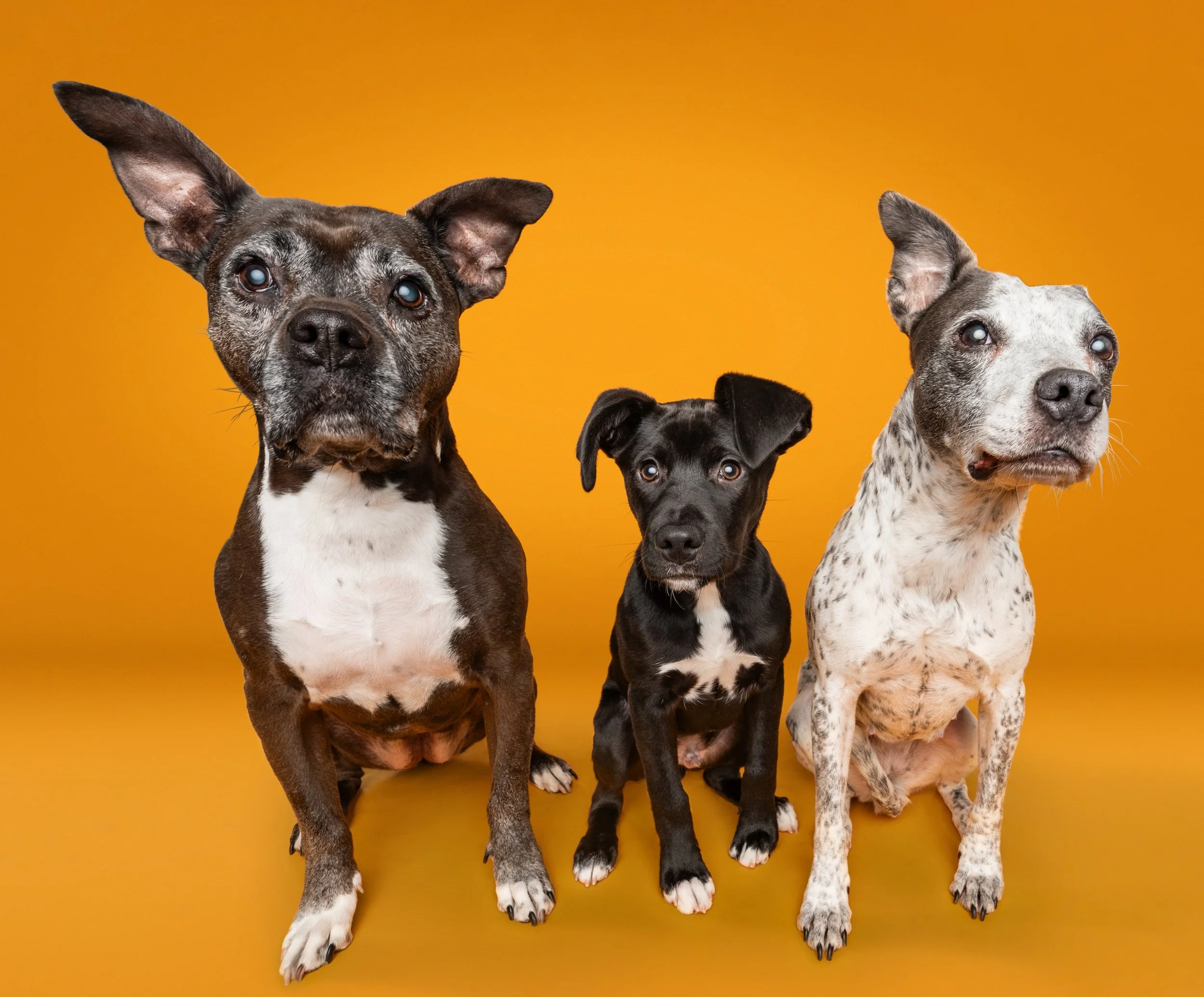 Bear, Rhonda and Finn.jpg