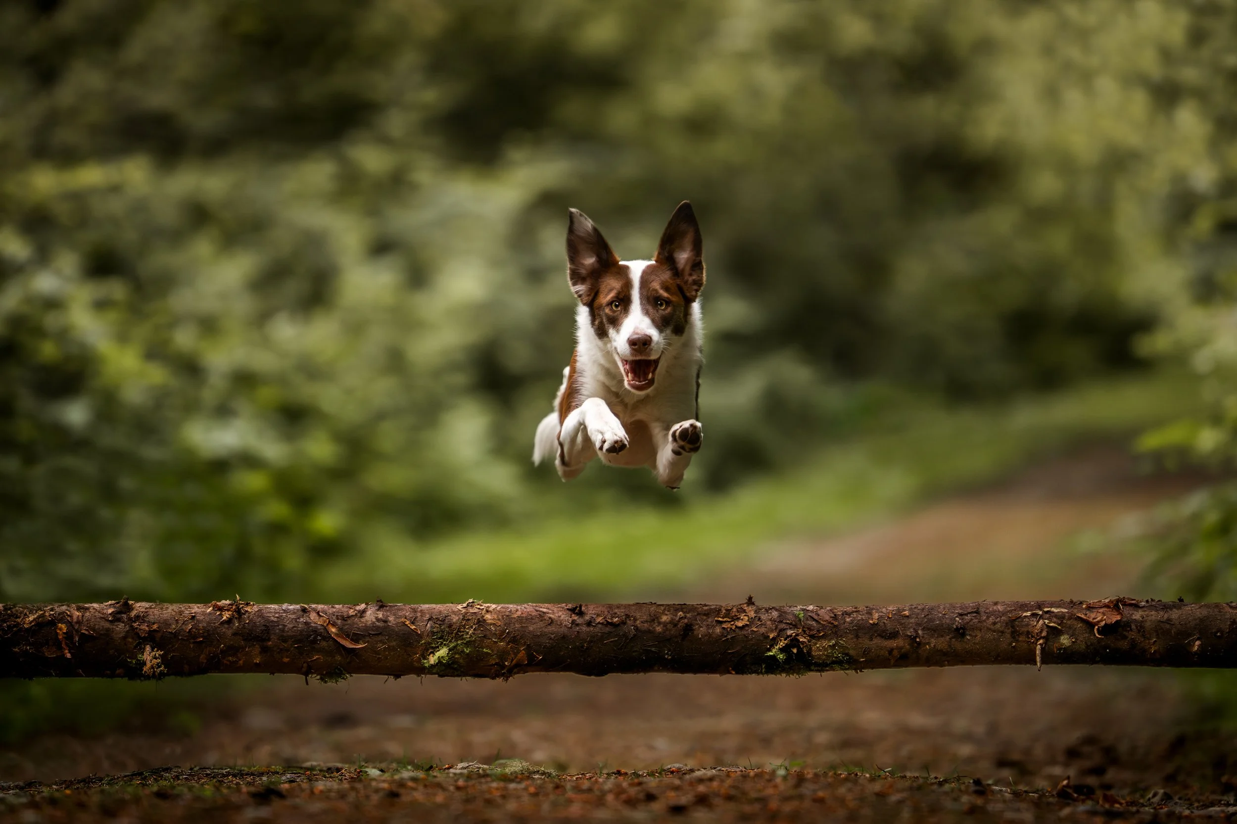 Log Jumps copy.jpg