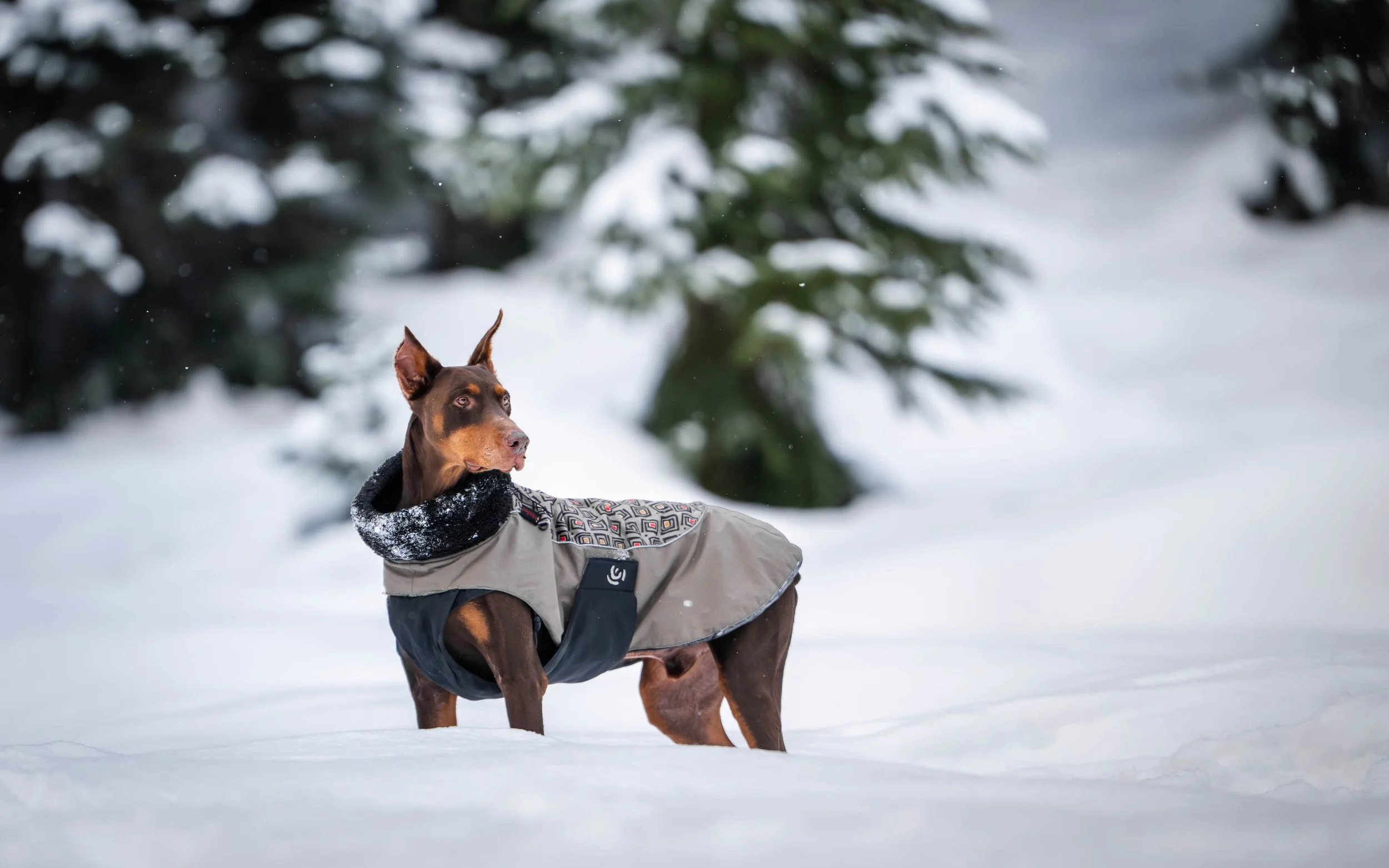 doberman, rescue dog, doberman photographer, north bend photographer