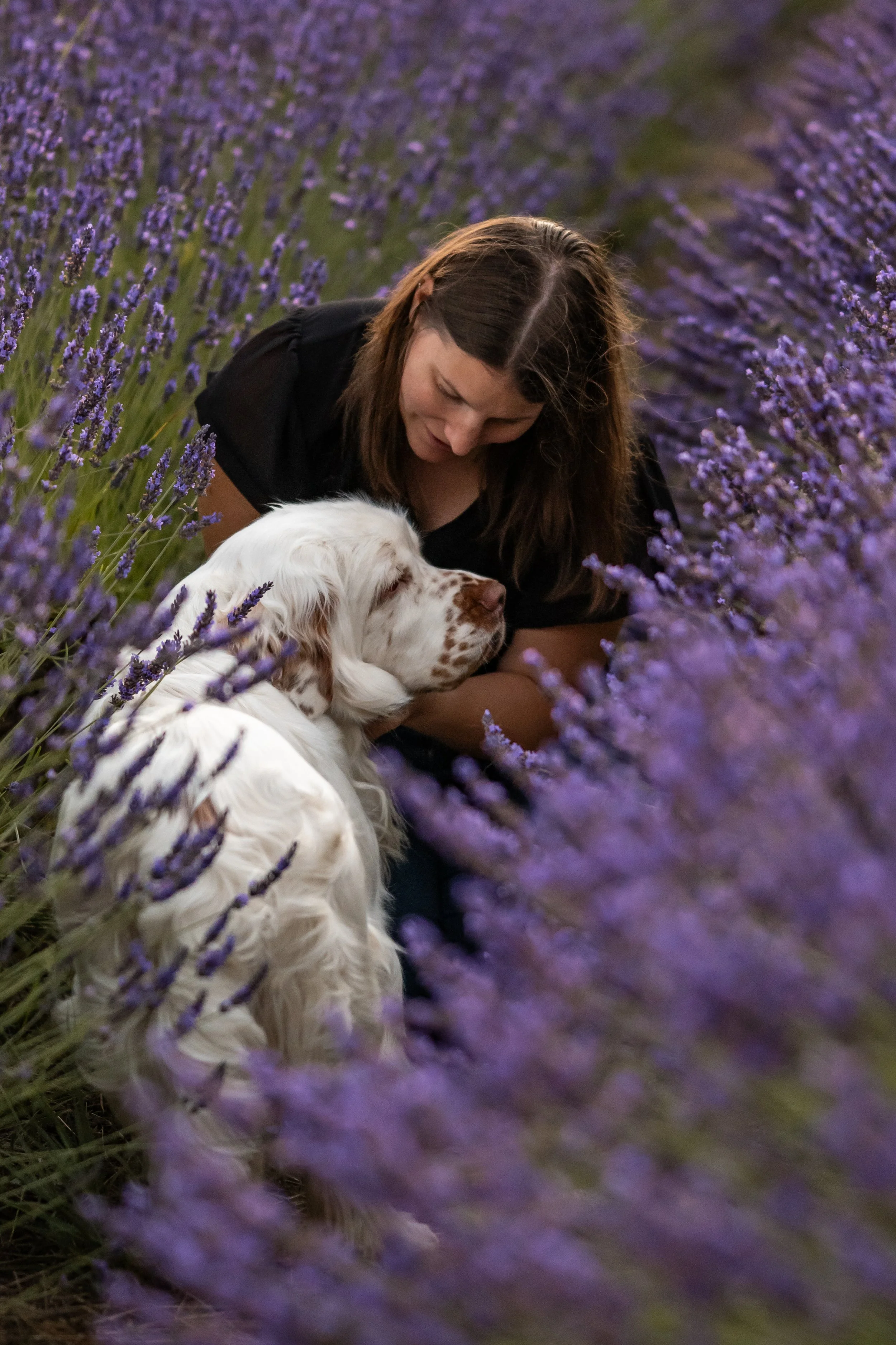 lavender photos, sequim dog photographer, sequim dog photos, port angeles dog photographer, washington coast dogs 