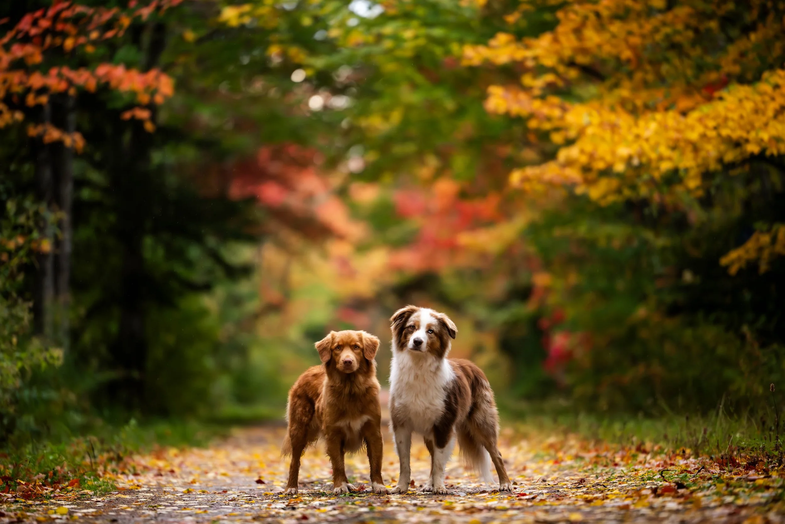 MargotMcKelvieBazil and Attie Feedback- 001_.jpg