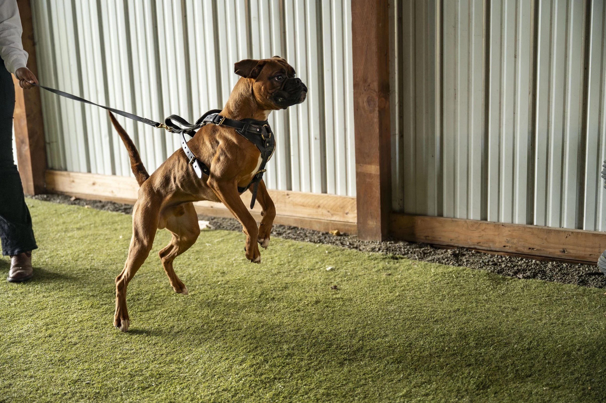 Southpaw K9 Seminar-30.jpg