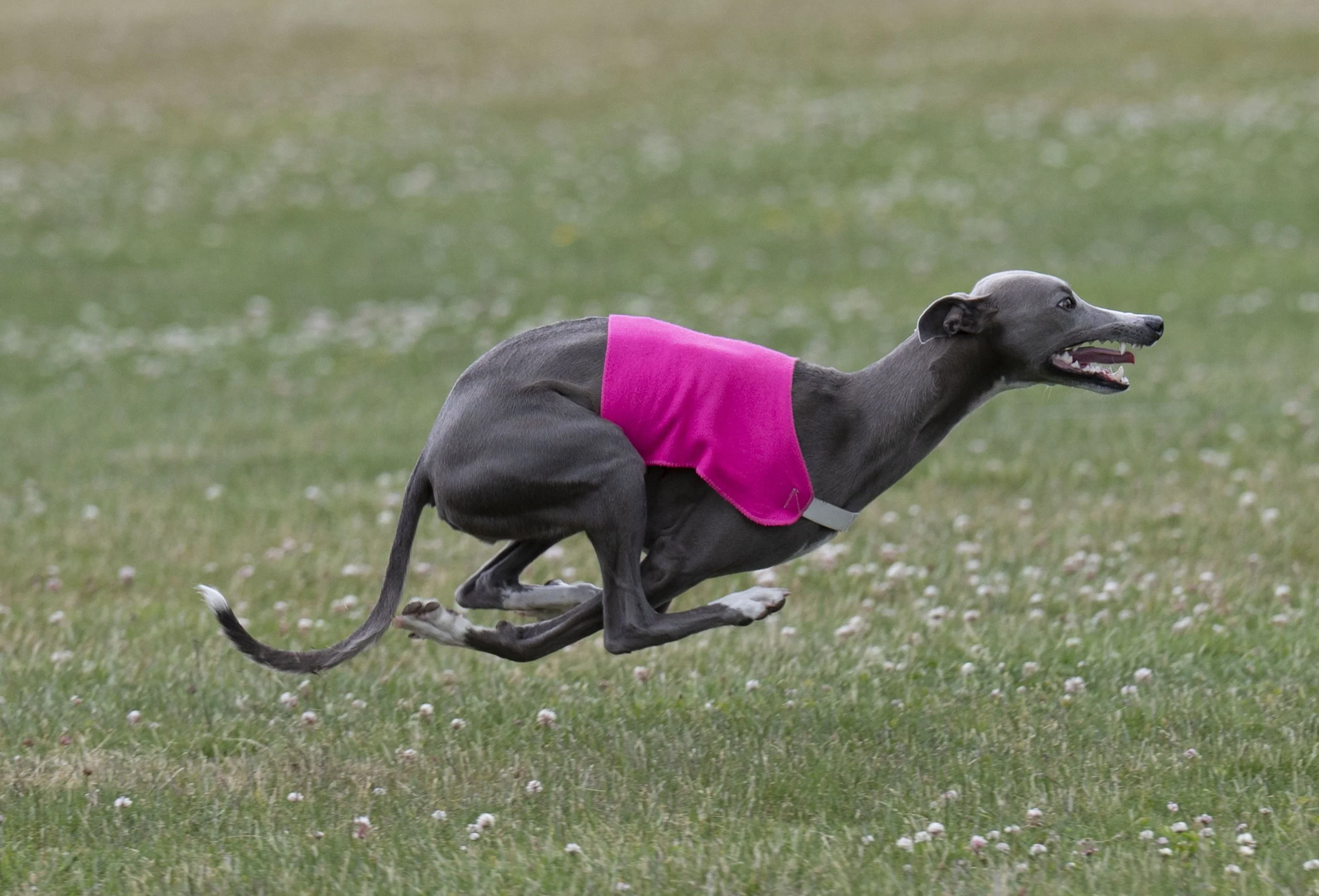 Lure Coursing June 22-274.jpg