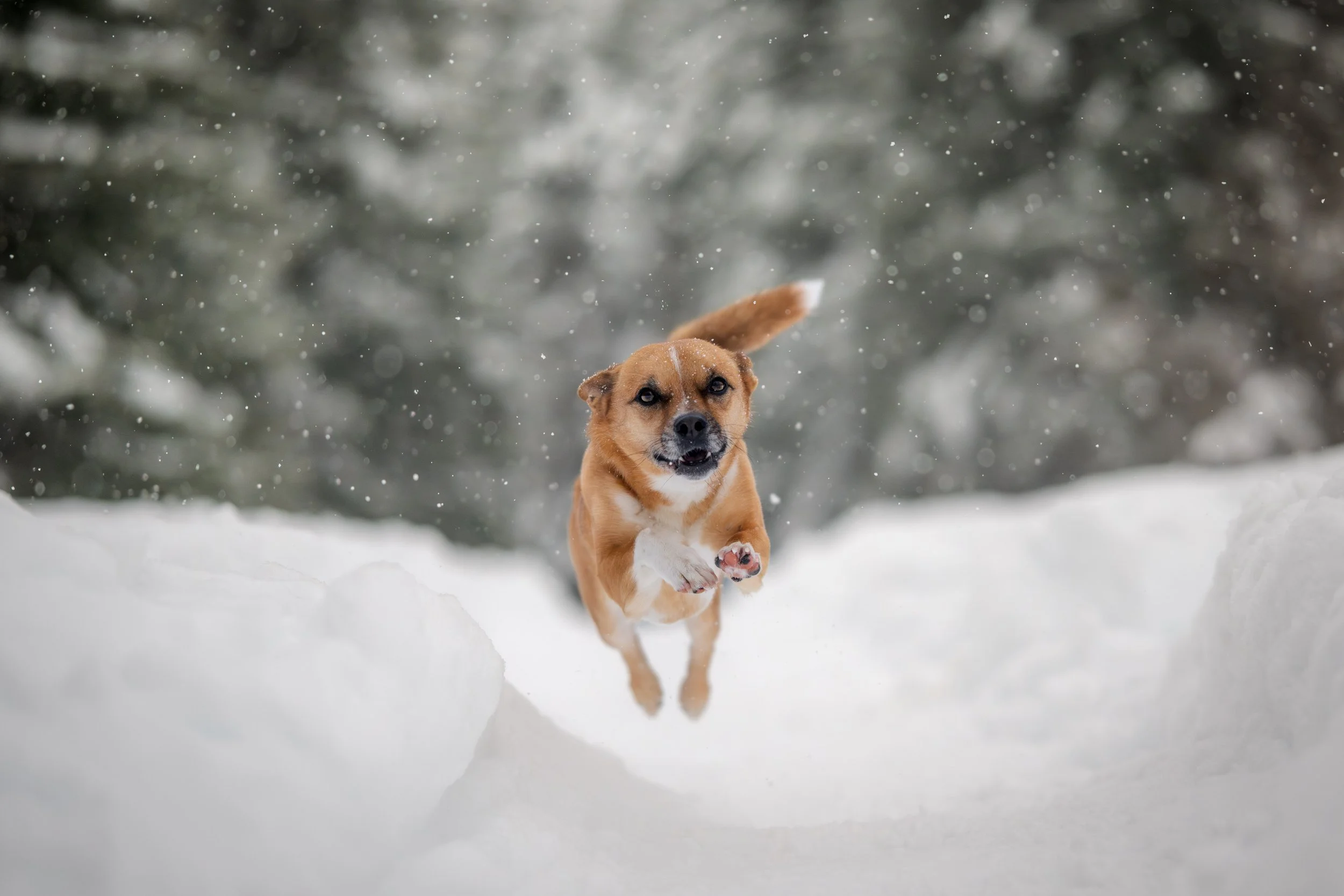 rescue dog photos, dog action photos, dog photos, action dog, snow day photos, snoqualmie dog photos