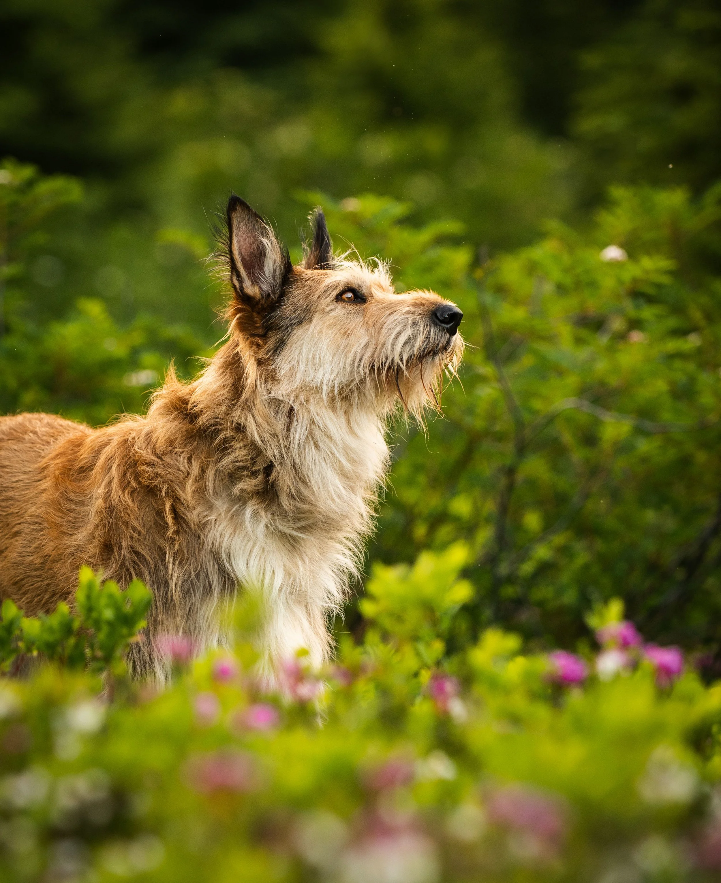 wildflower photos, dogs in wildflowers