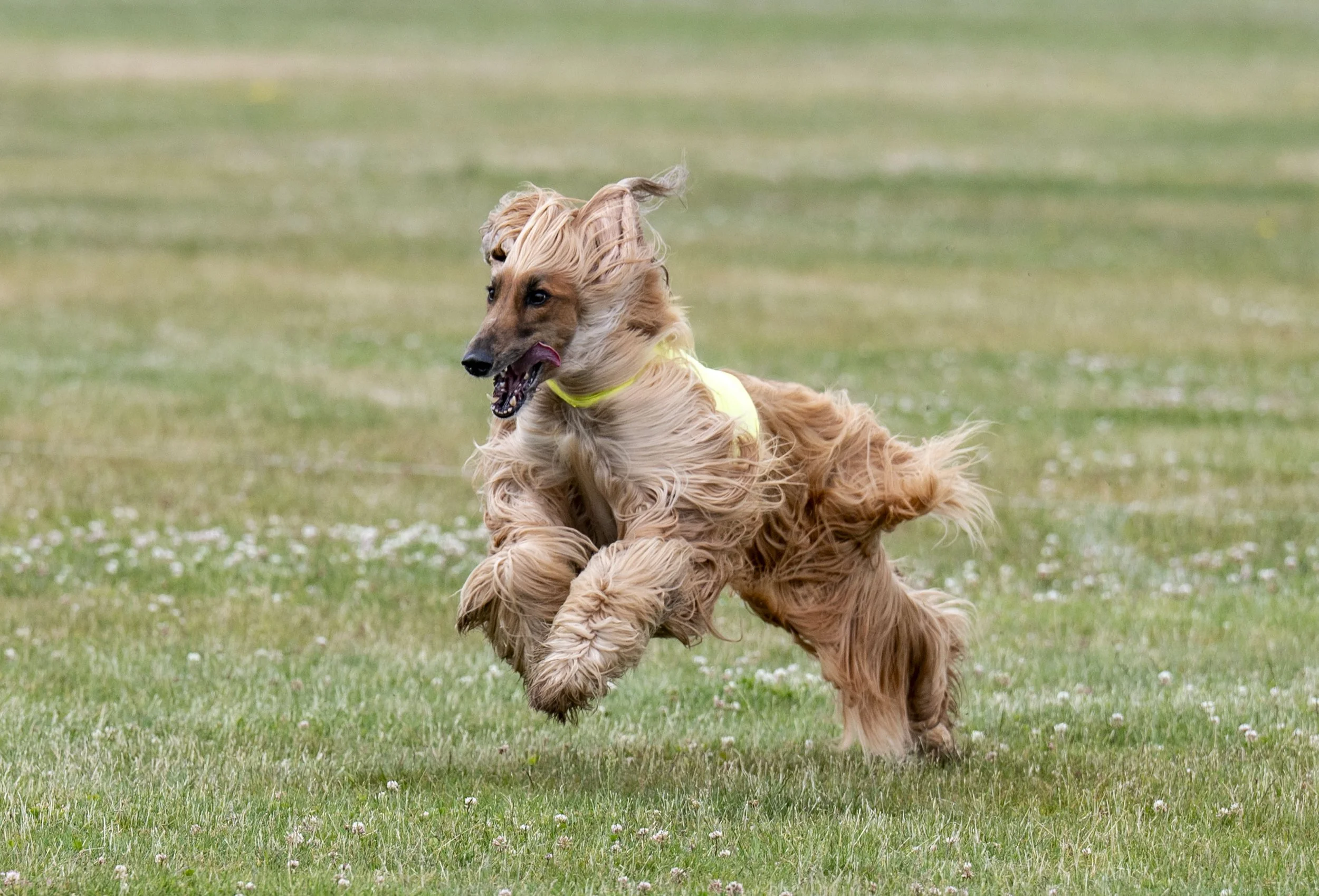Lure Coursing June 22-97.jpg