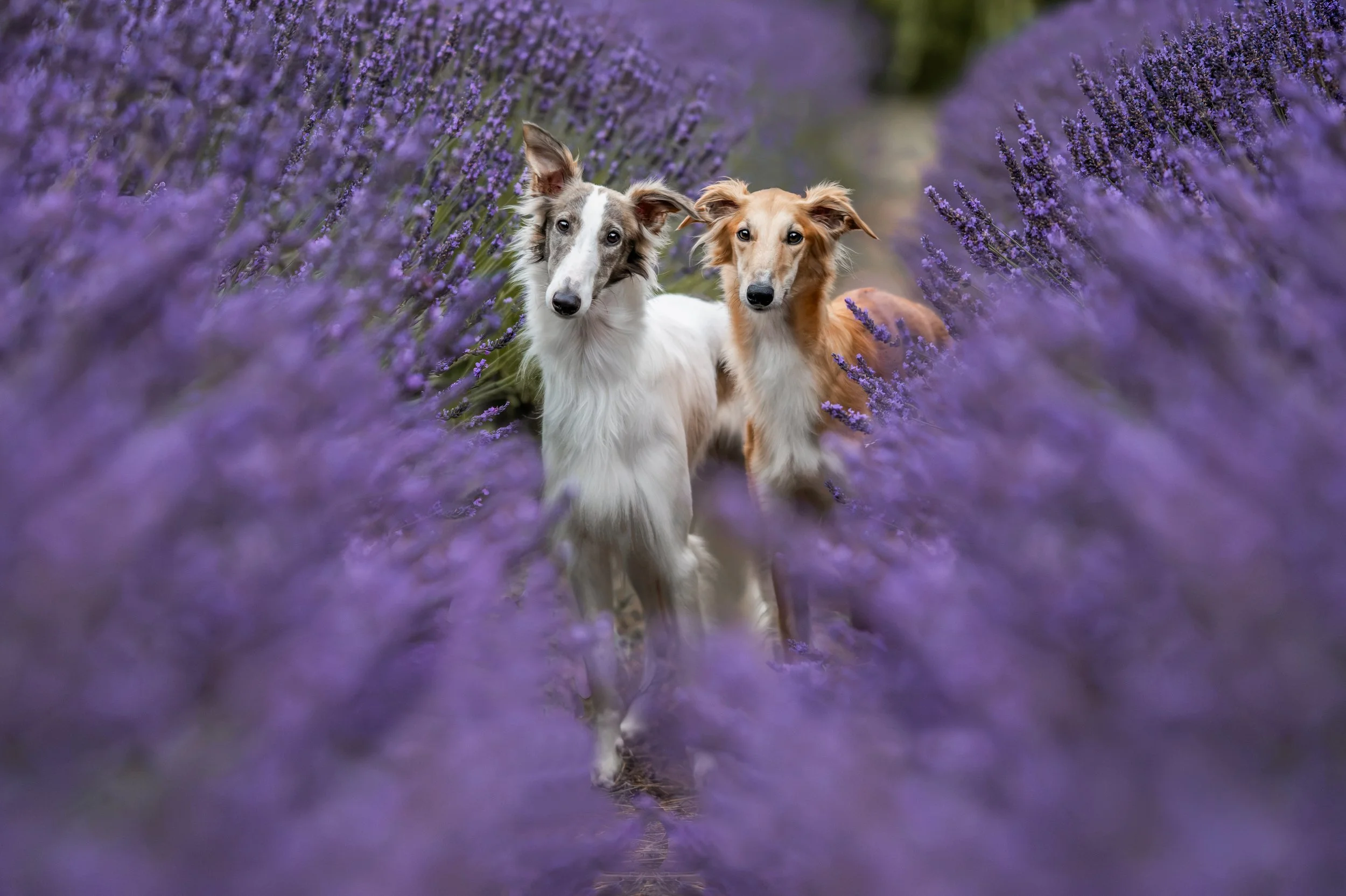 silken windhound photos, silken windhound, silken windhound information, silken photos, sequim dog 