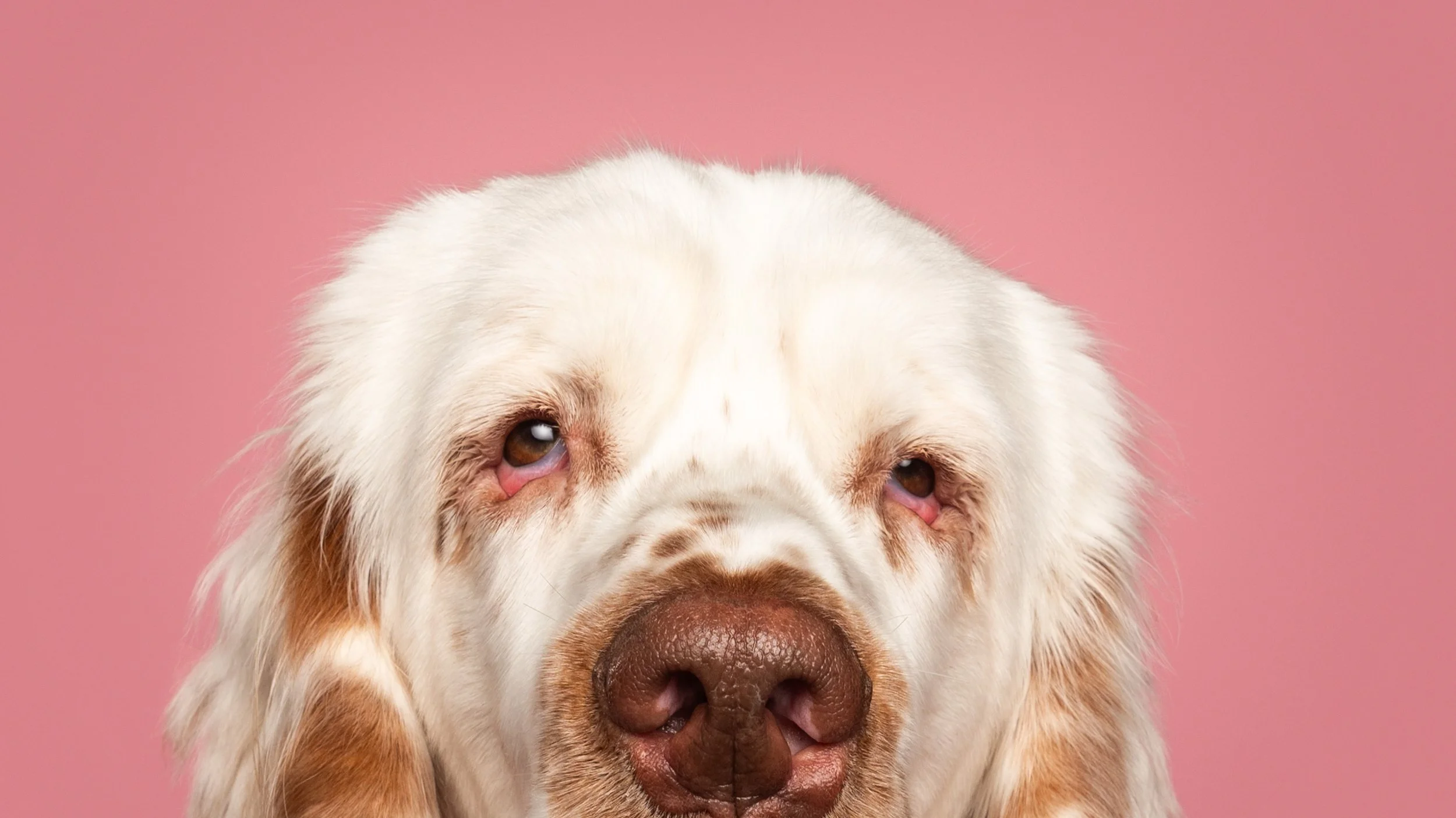 Boo, Walter and Remy-29.jpg