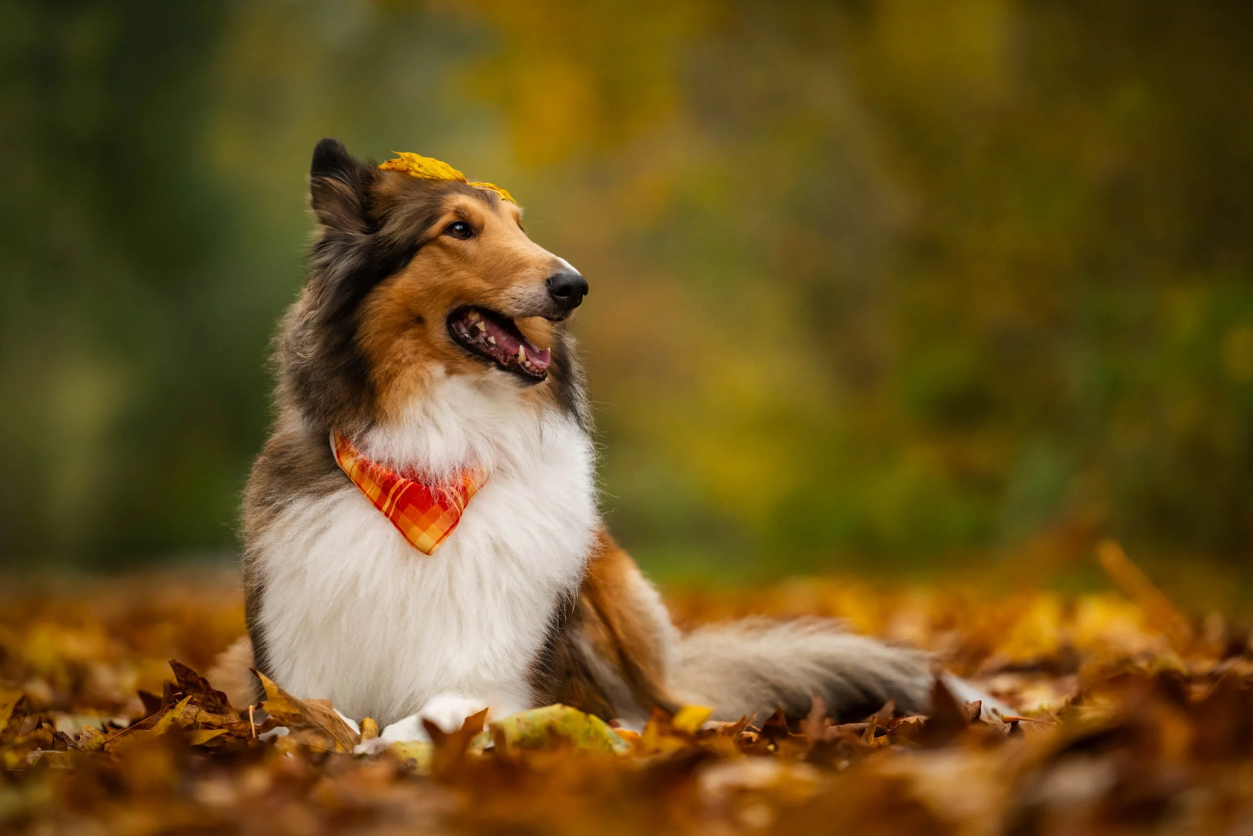 Seattle dog photographer, adventure dog photographer, adventure dog, hiking dogs, hiking dog photos