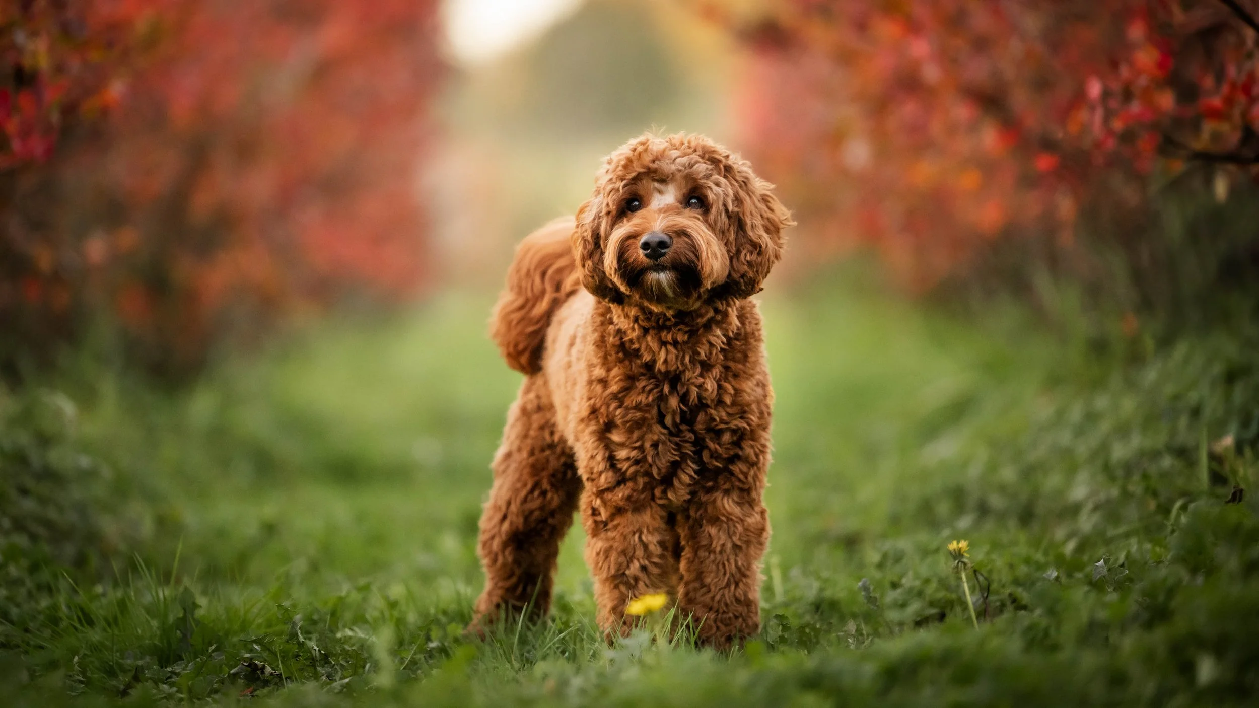 doodles of seattle, goldendoodle seattle, doodle photographer, dog photographer bellevue