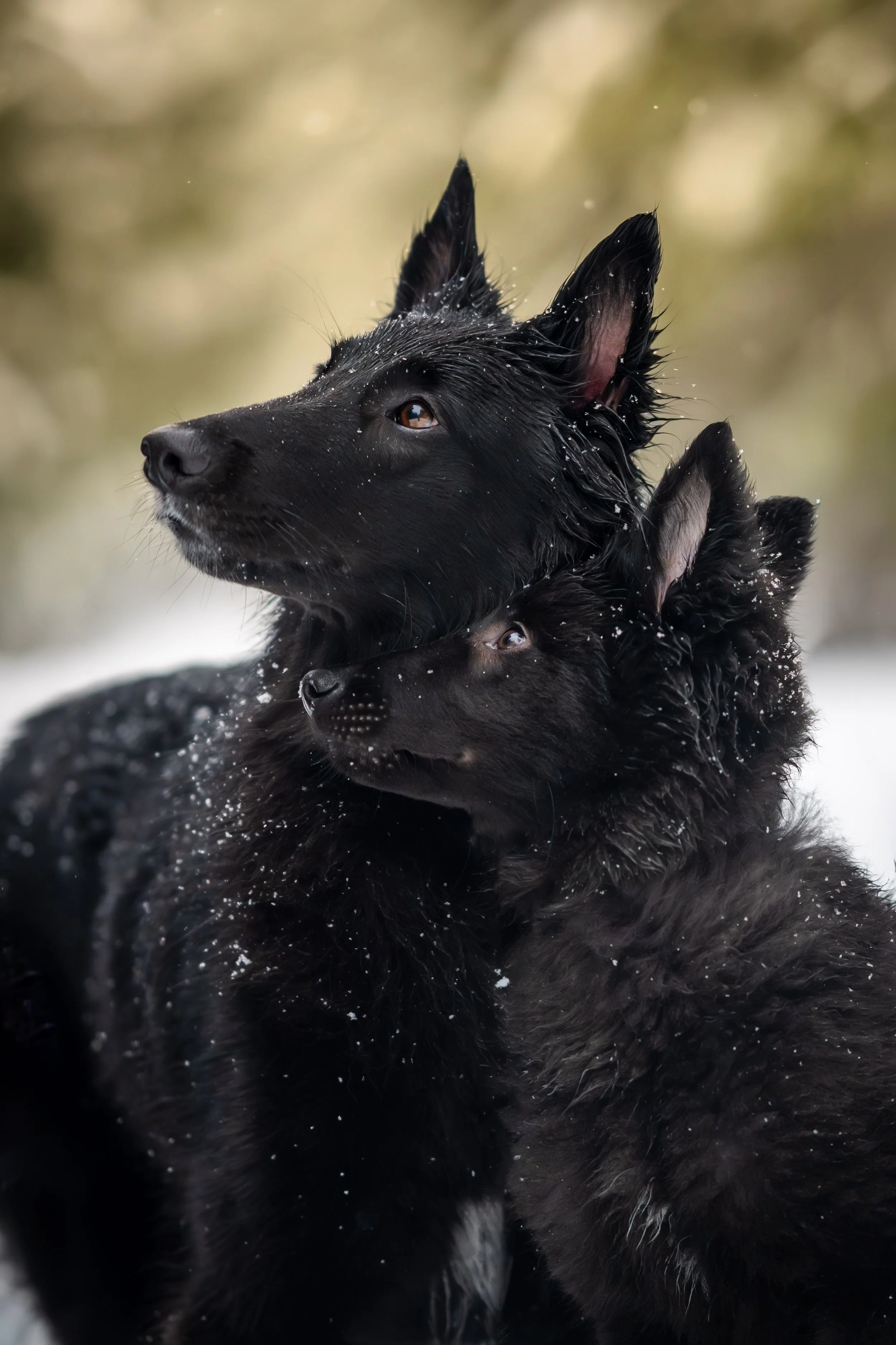 snow dog photos, show dog, puppy photos, seattle puppy photos 