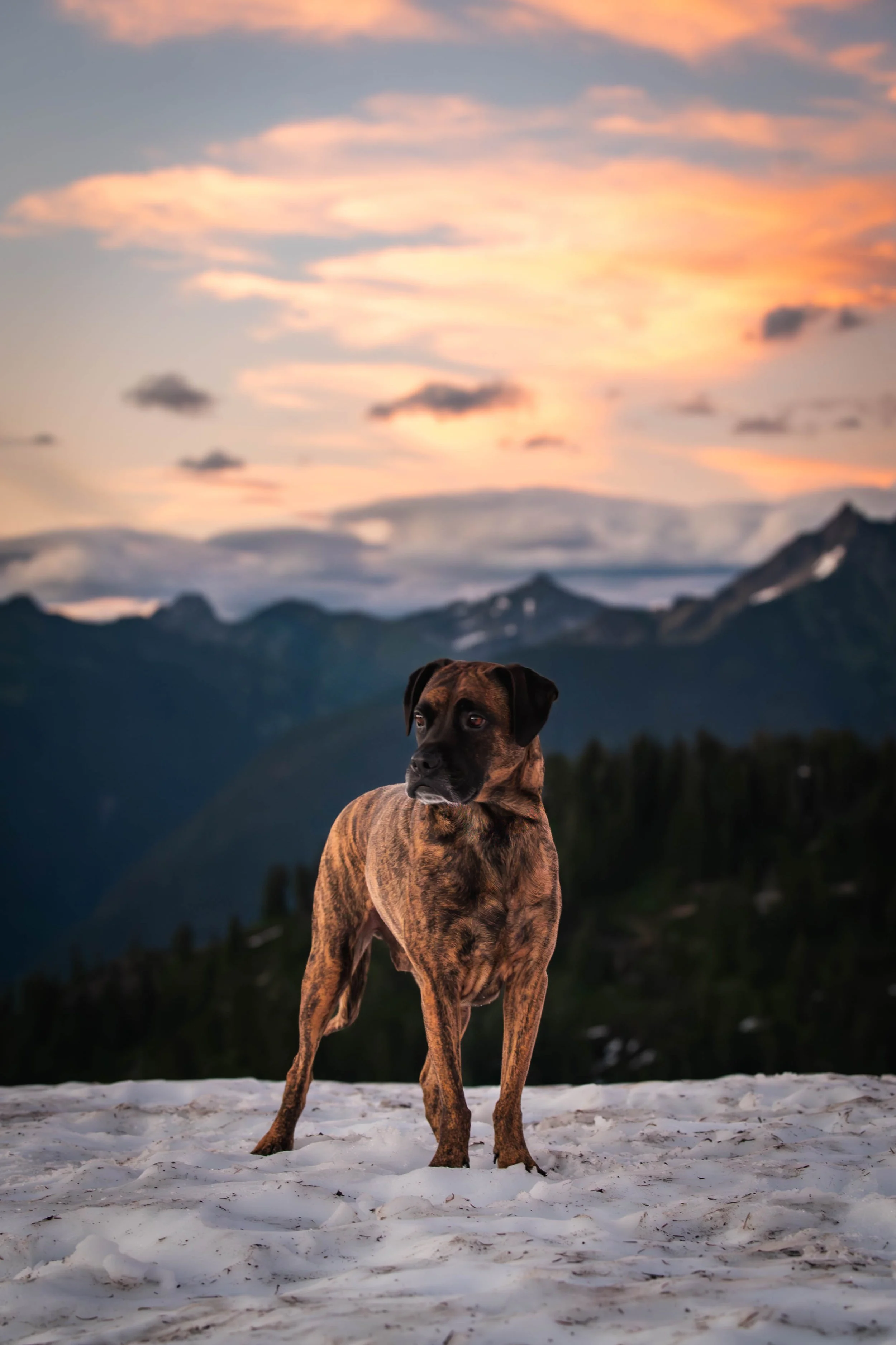 Goose and Zoey-36.jpg