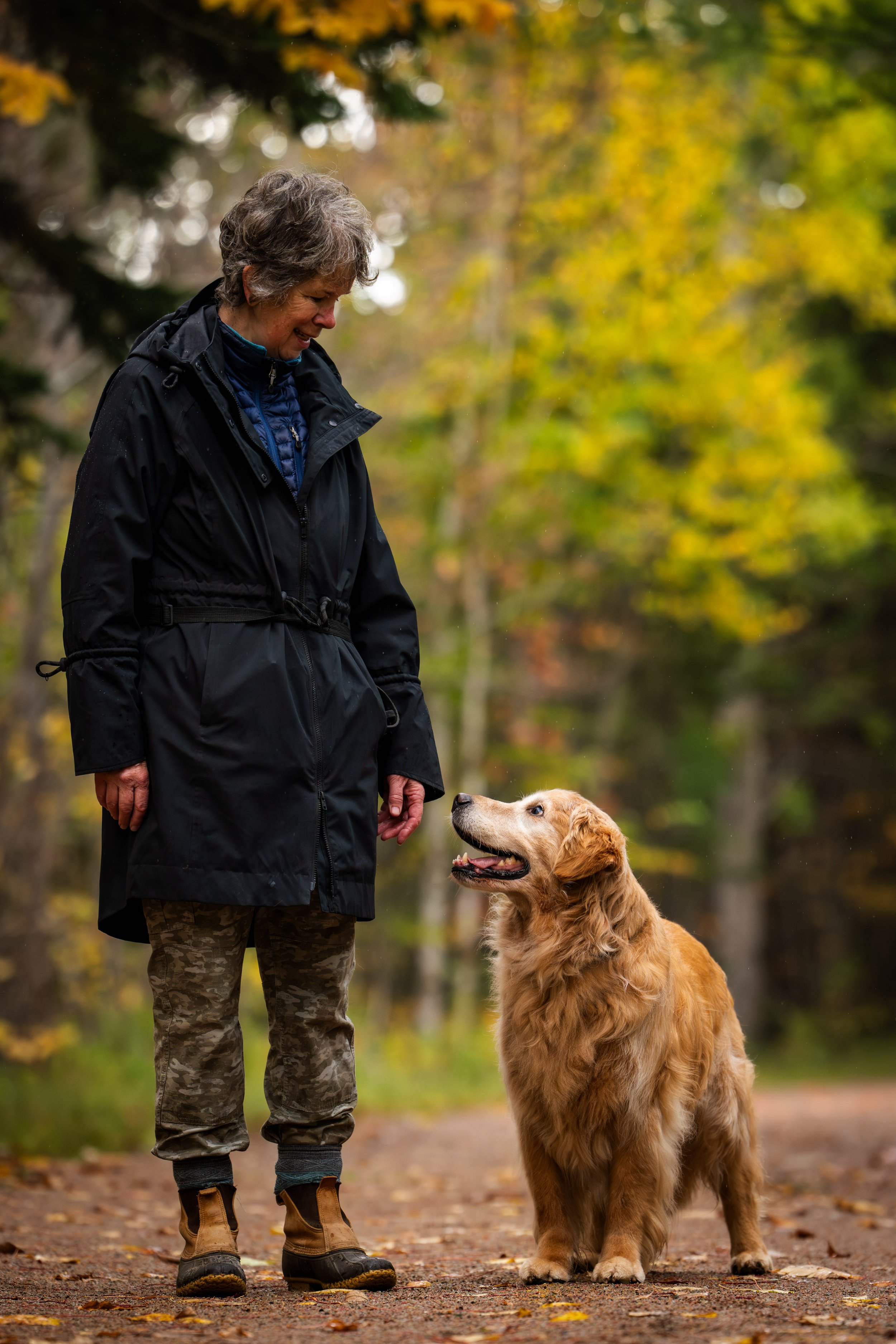 golden retriever photos, old dog photos, dog photographer, seattle dog photos, carmel dog photographer