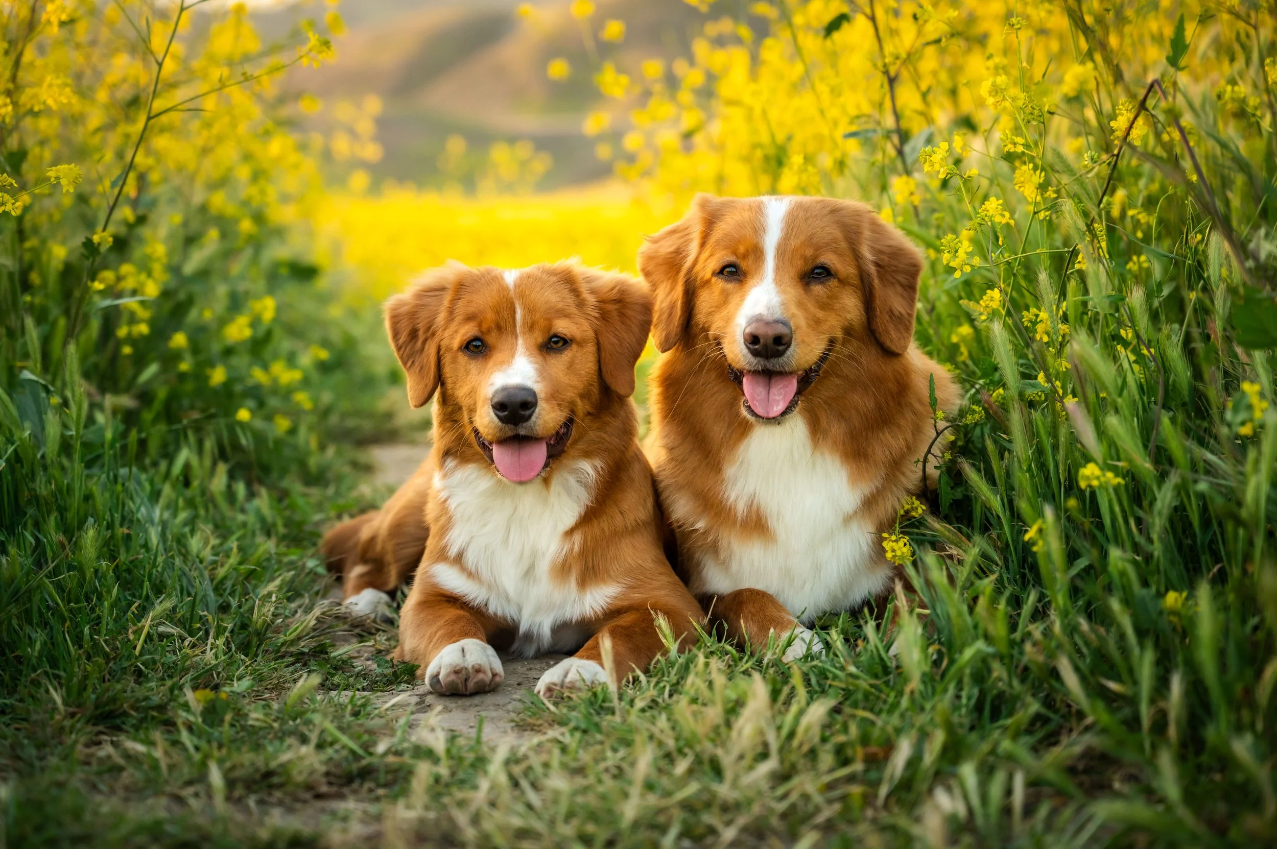 Seattle dog photographer, California pet photographer