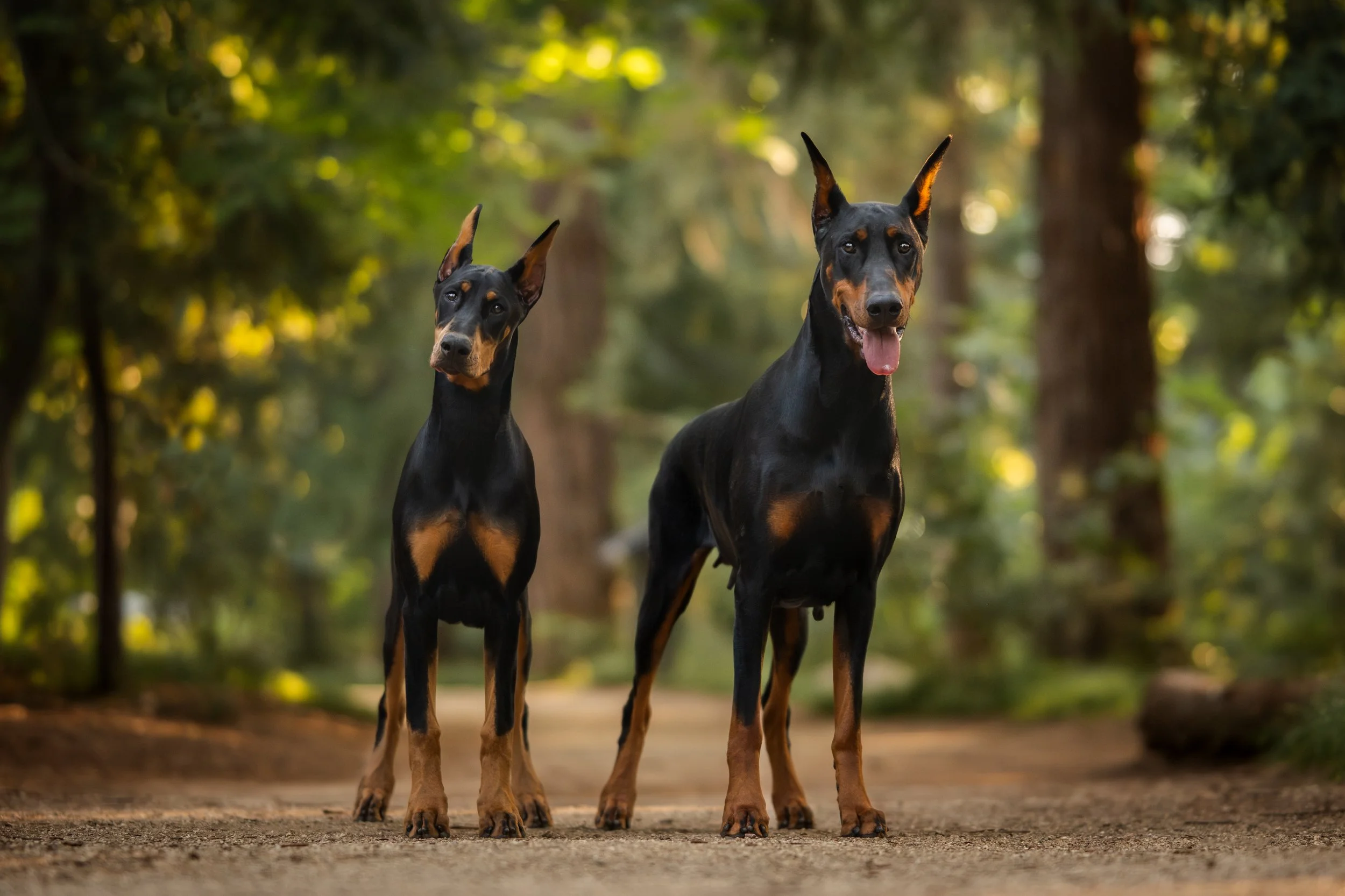 Lux and Deja-2.jpg