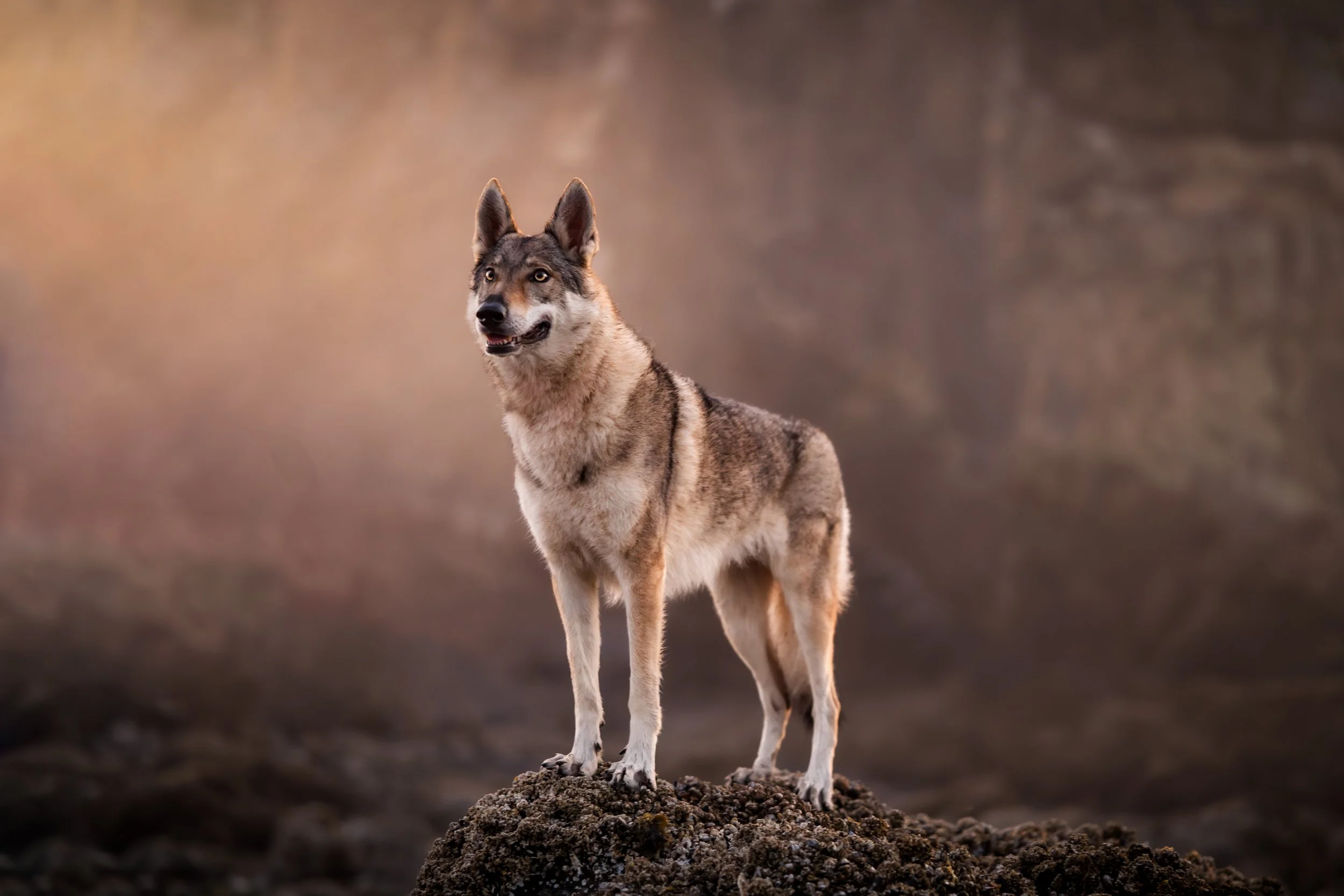 Oregon coast photographer, beach photographer seattle, oregon photographer oregon coast, dog friendly oregon coast