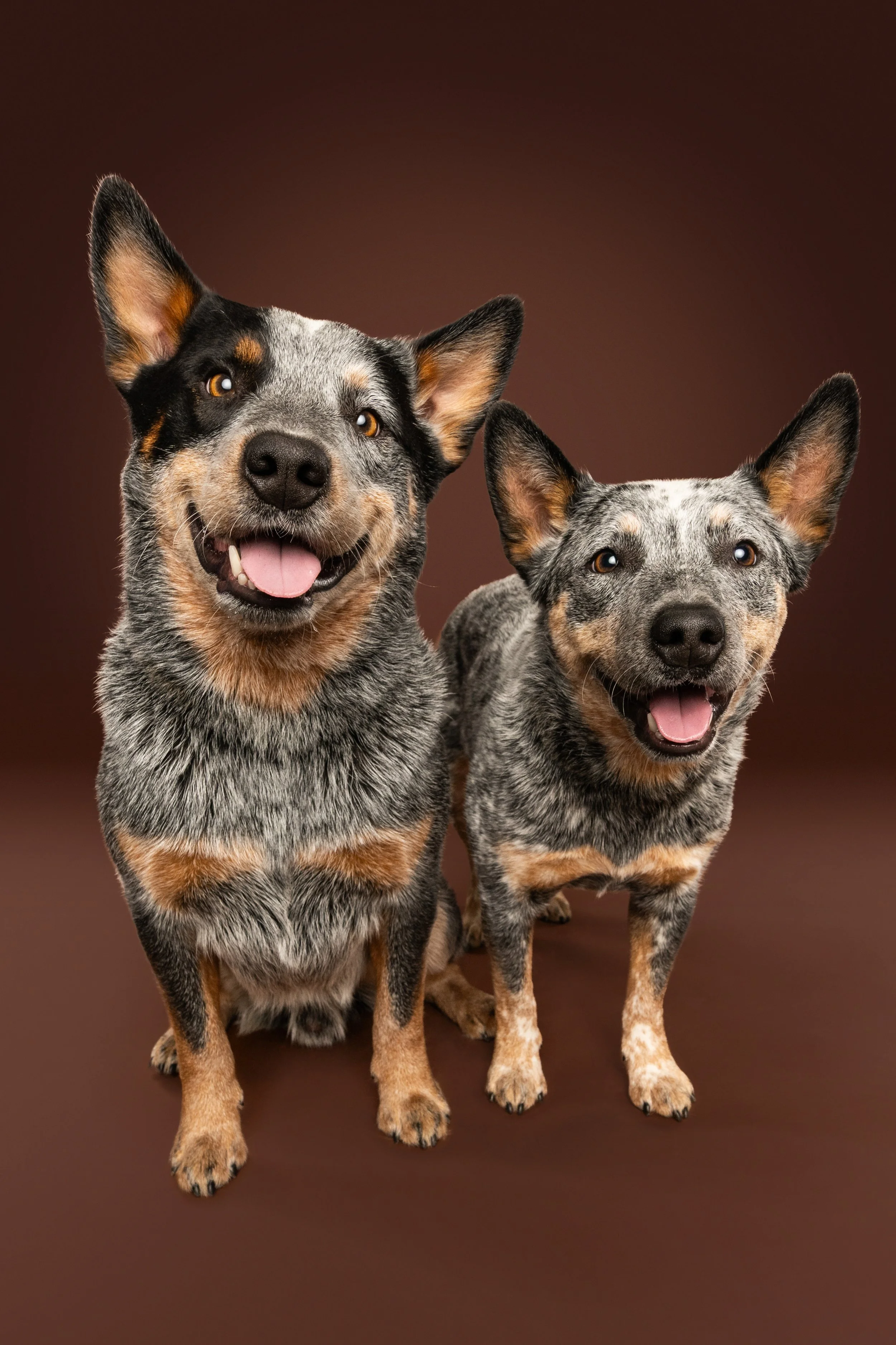 Riften the cattle dog, cattle dog photos, australian cattle dog, heeler, dog photos, two dogs together, dog photographer bellingham