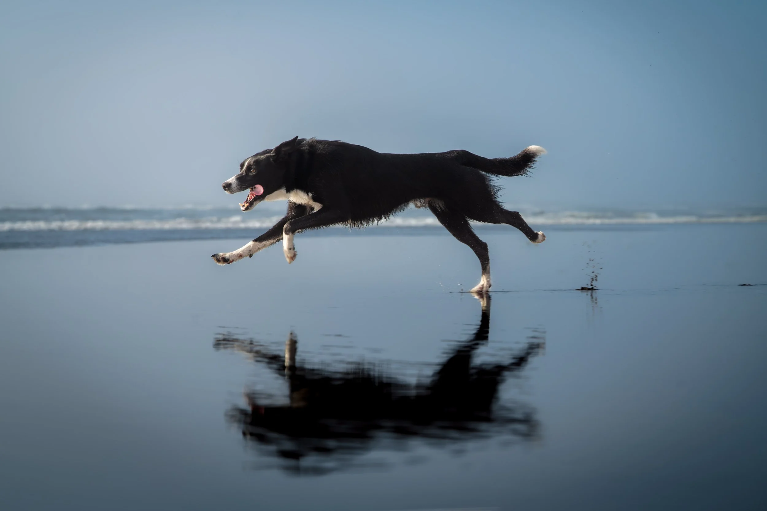 outdoor dog family photos, beach photos, nantucket, madaket beach, sankaty photos, nantucket
