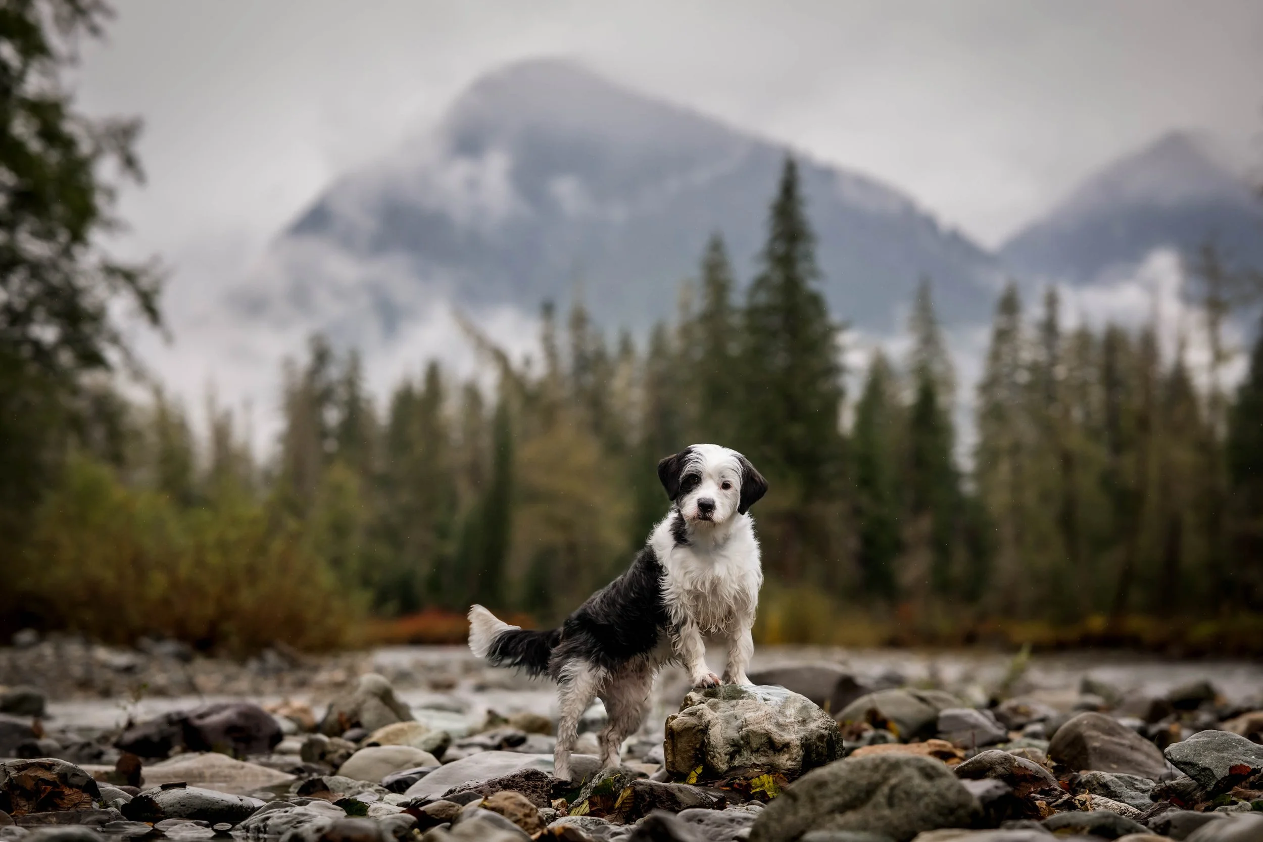 rescue dog photos, rescue dog photographer, rescue dog, mountain photos seattle, mountain photoshoot seattle, dog photoshoot