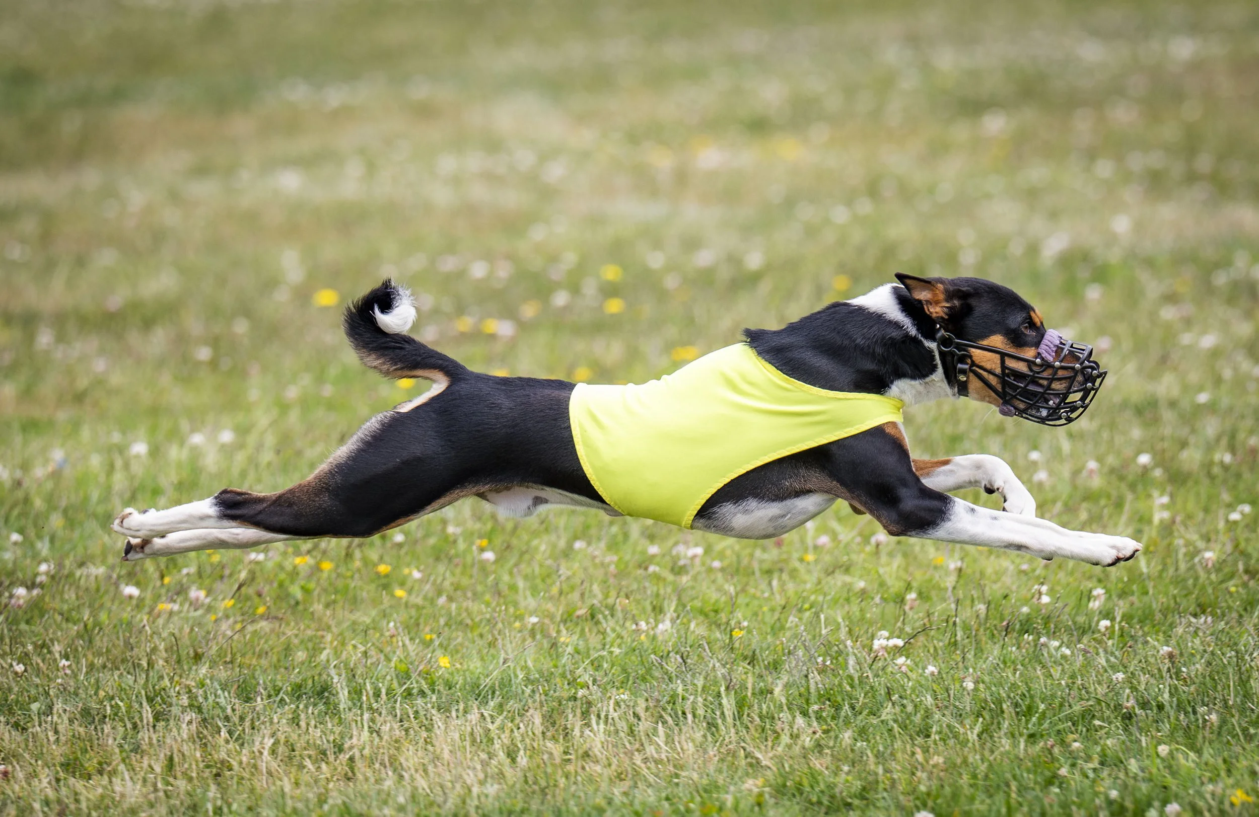 Lure Coursing June 22-212.jpg