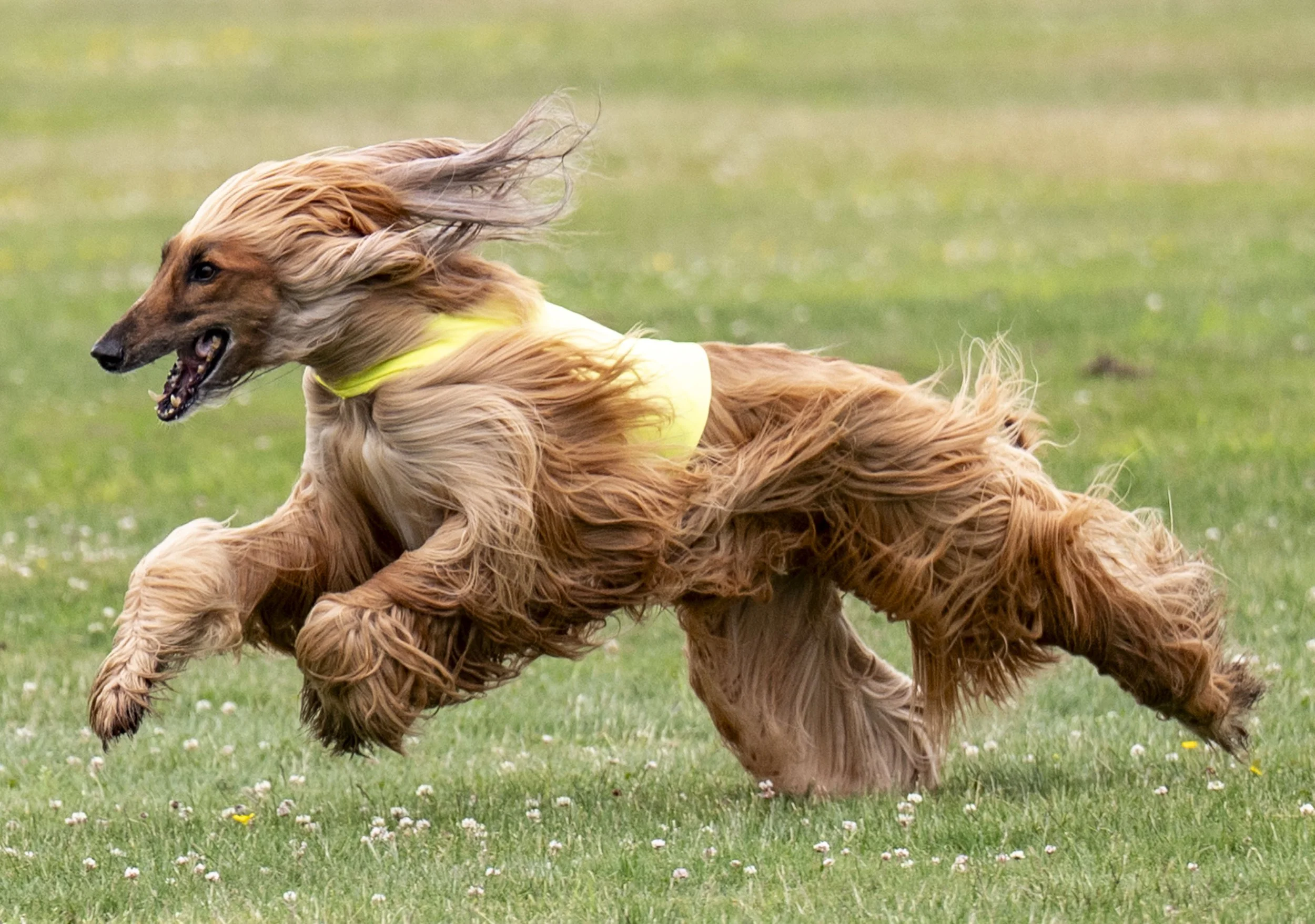 Lure Coursing June 22-104.jpg