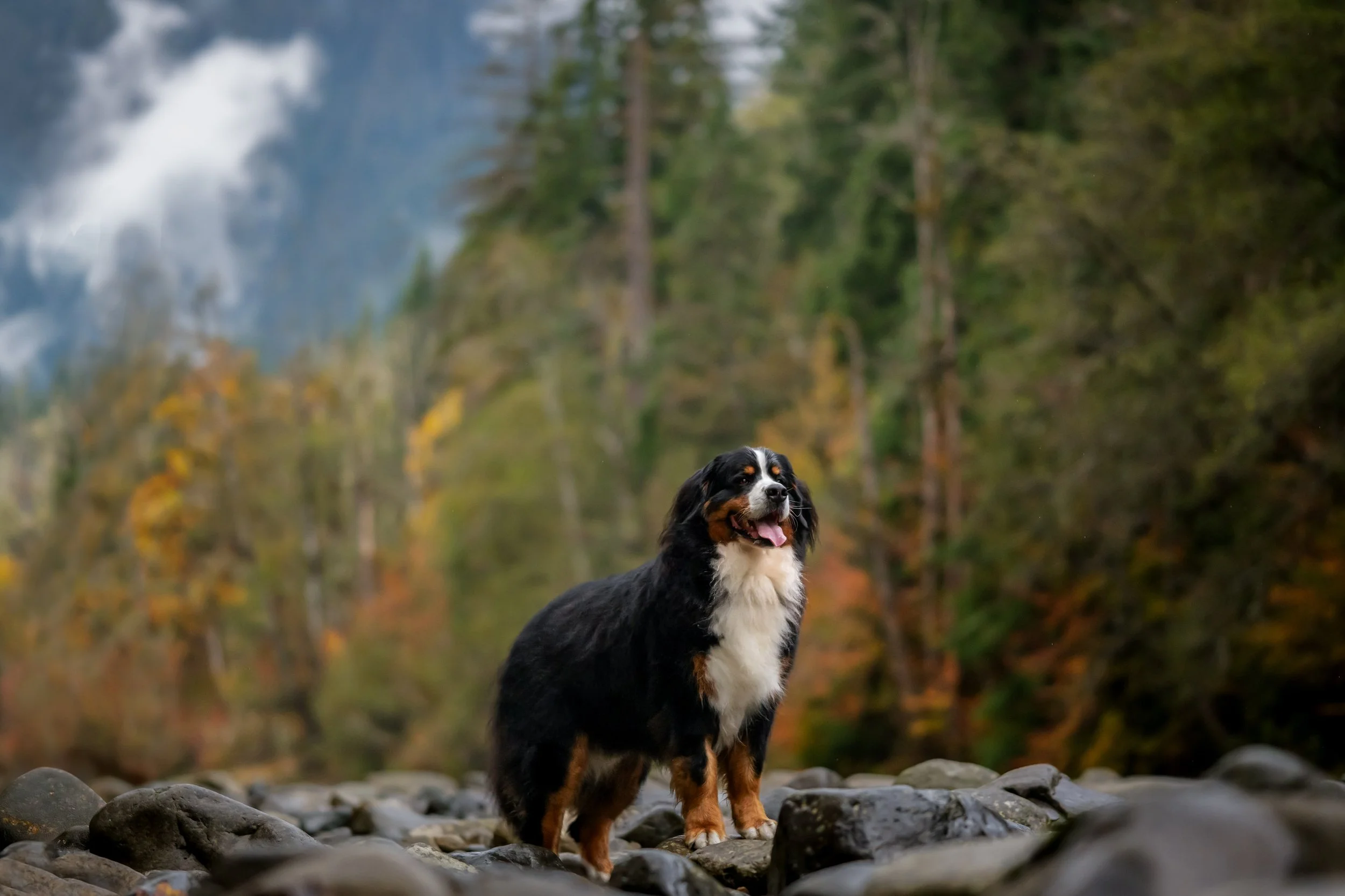 Bernese mountain dog seattle, bernese mountain dog club of seattle, seattle dogs, seattle dog photographer, north bend photographer 