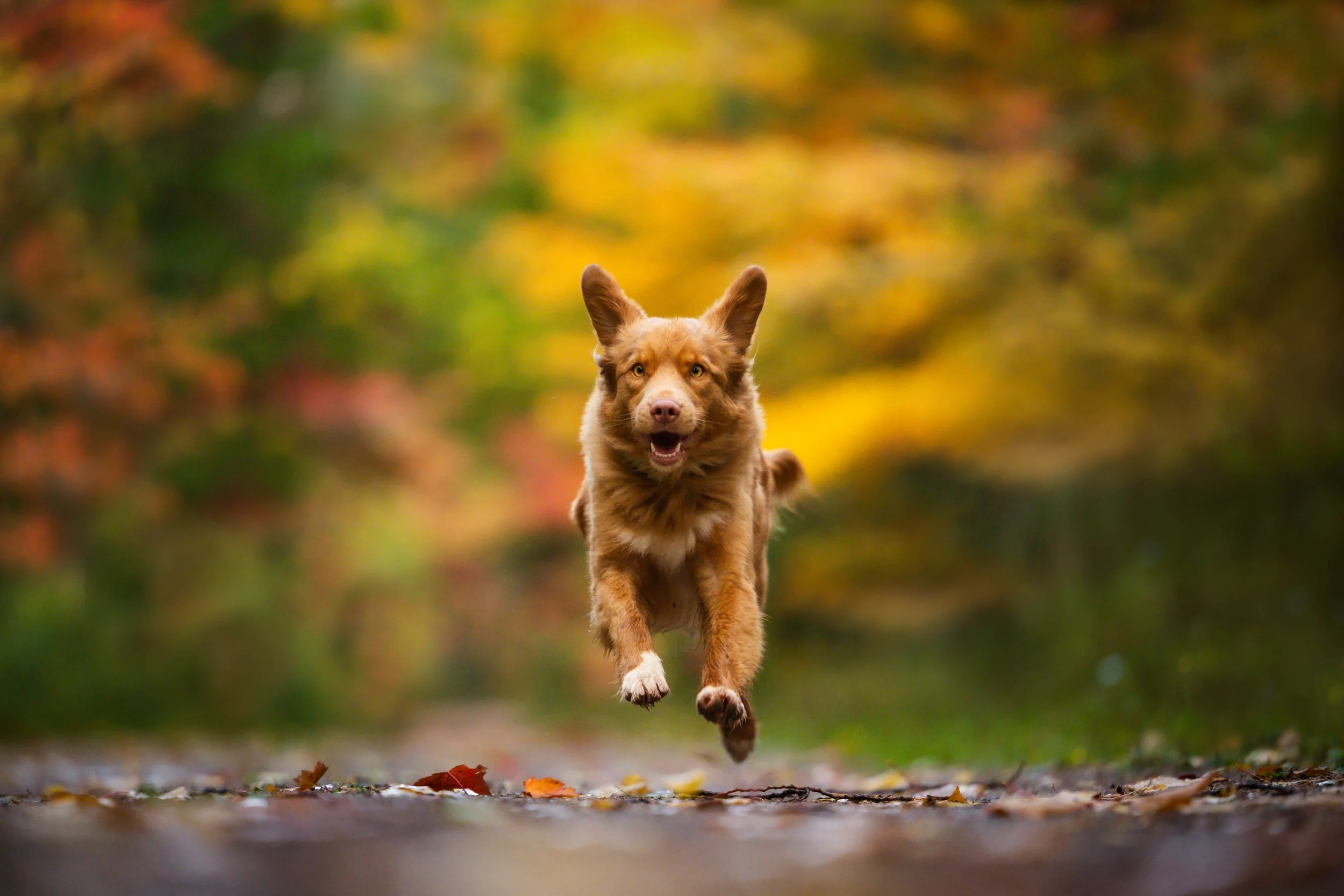 nova scotia duck tolling retriever, toller photos, duck toller, hunting dog photos 