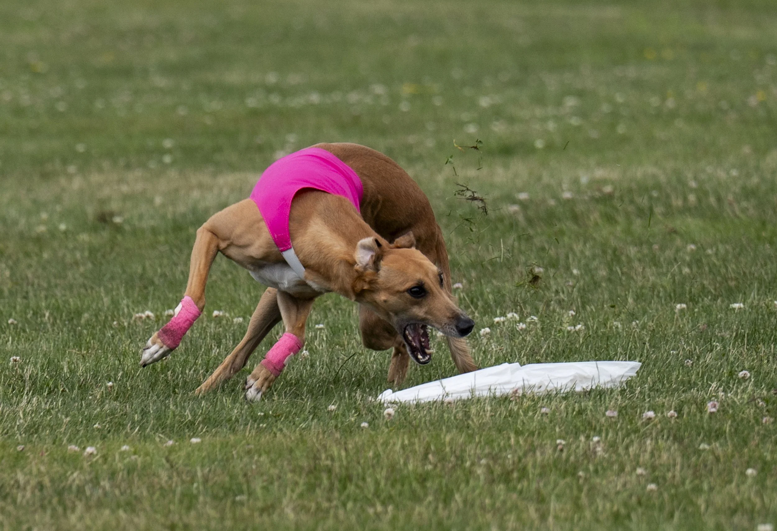 Lure Coursing June 22-122.jpg