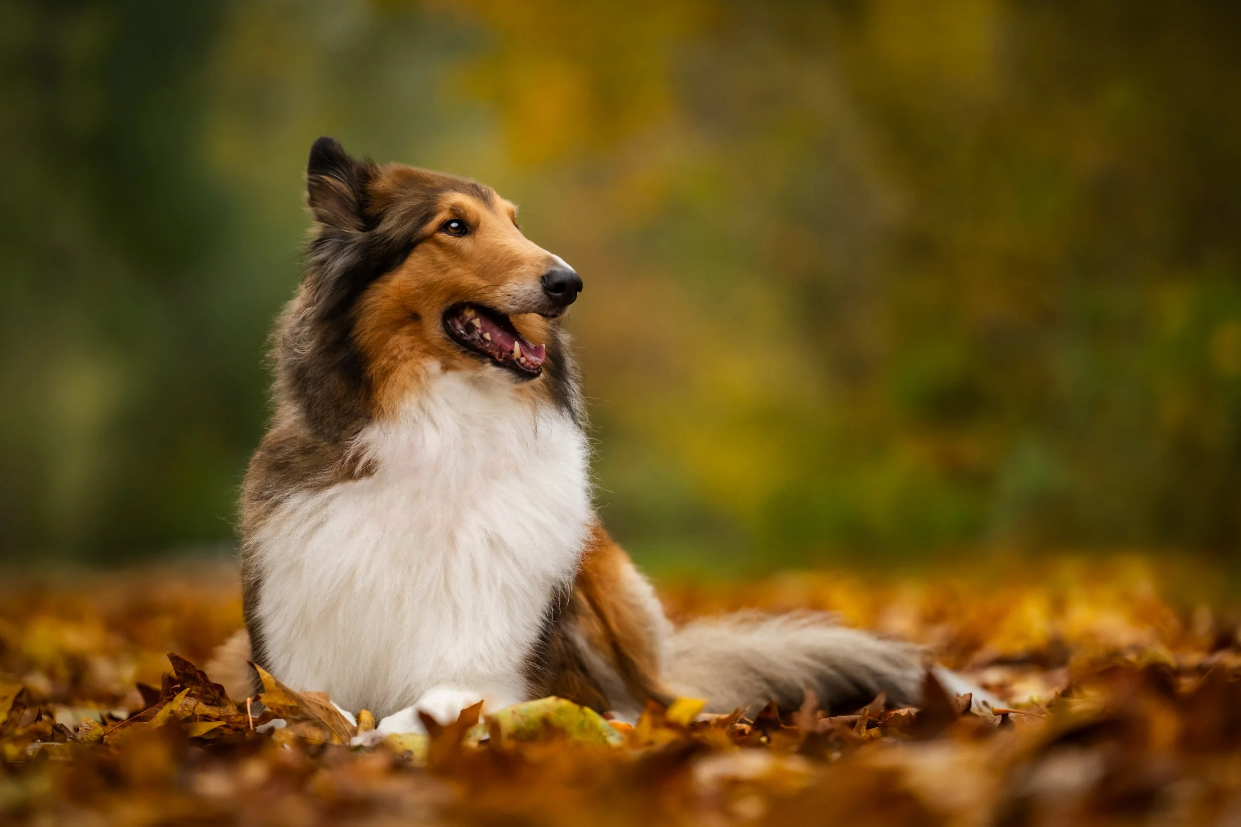 Seattle dog photographer, adventure dog photographer, adventure dog, hiking dogs, hiking dog photos