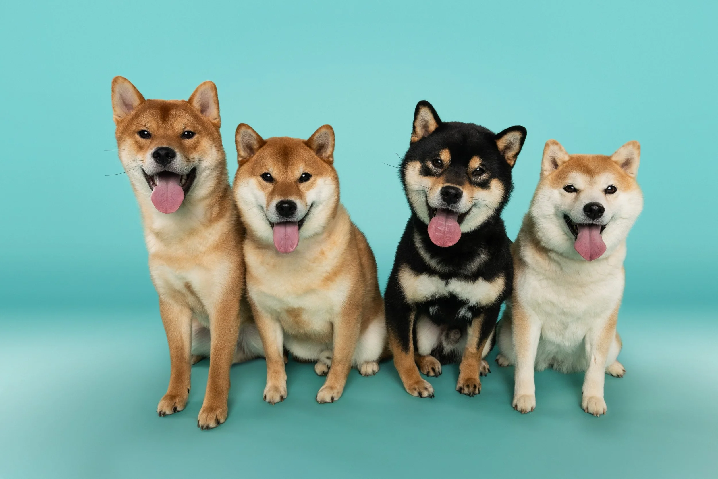 dog photoshoot, seattle dog photographer, seattle rescue dogs, rescue dog seattle,  bellevue dog photographer