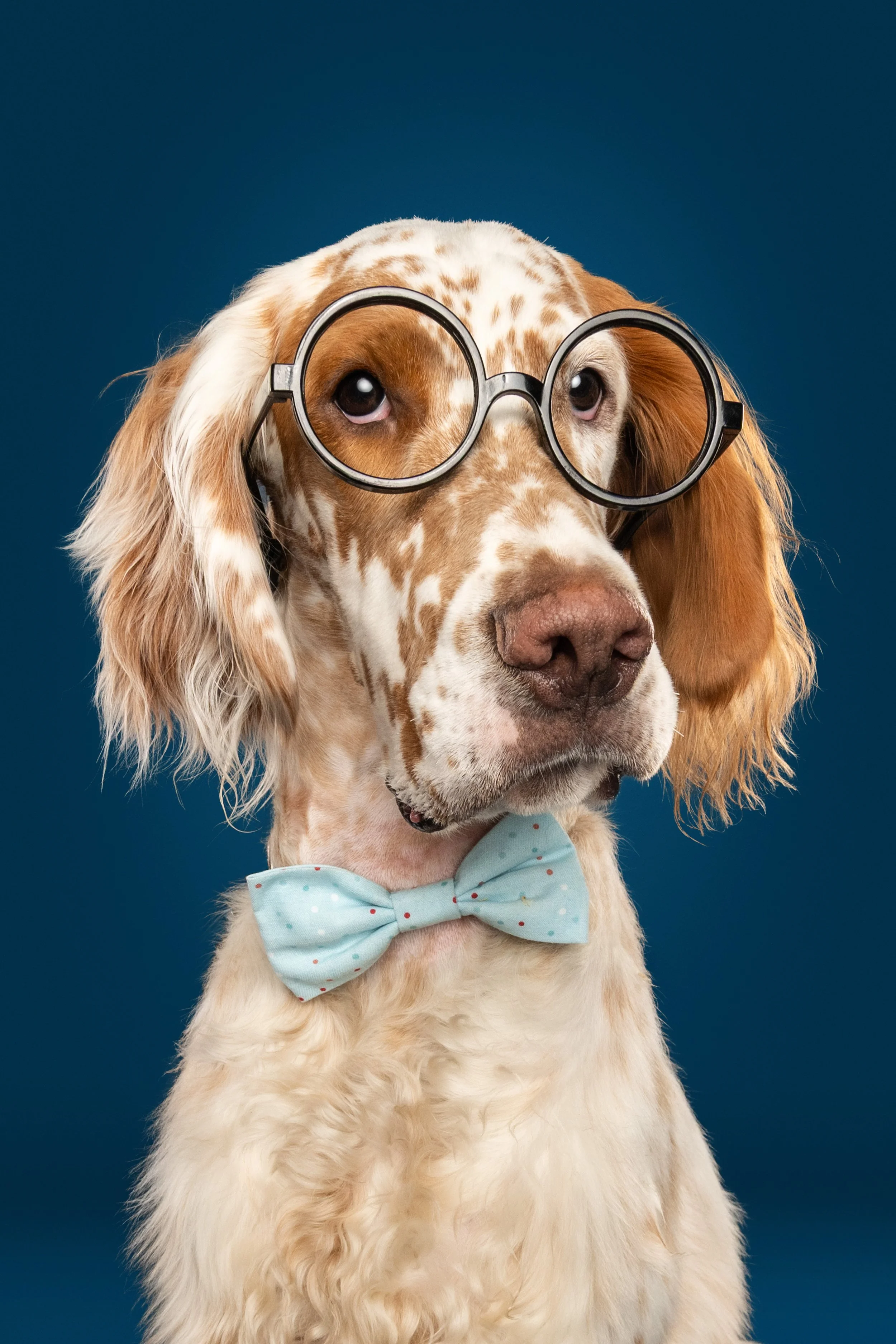 show dog photographer, show dog, goofy dog photos, funny dog photos