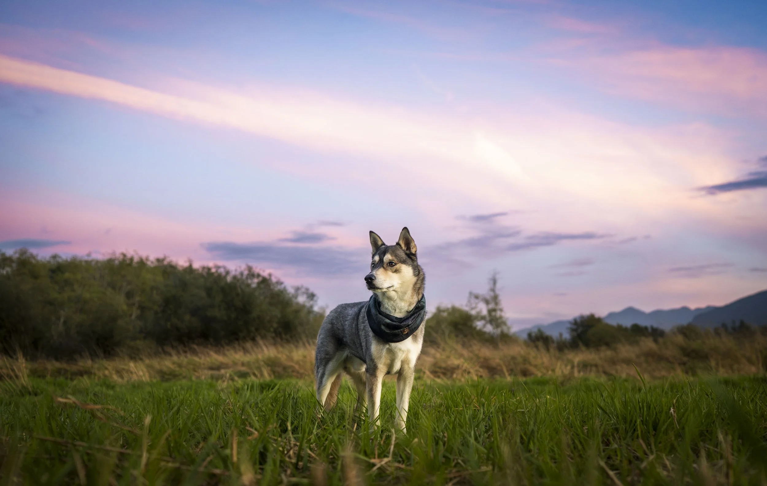 North Bend Dog Photographer, North Bend Photographer, Dog Photos north bend, north bend photos, north bend family photographer