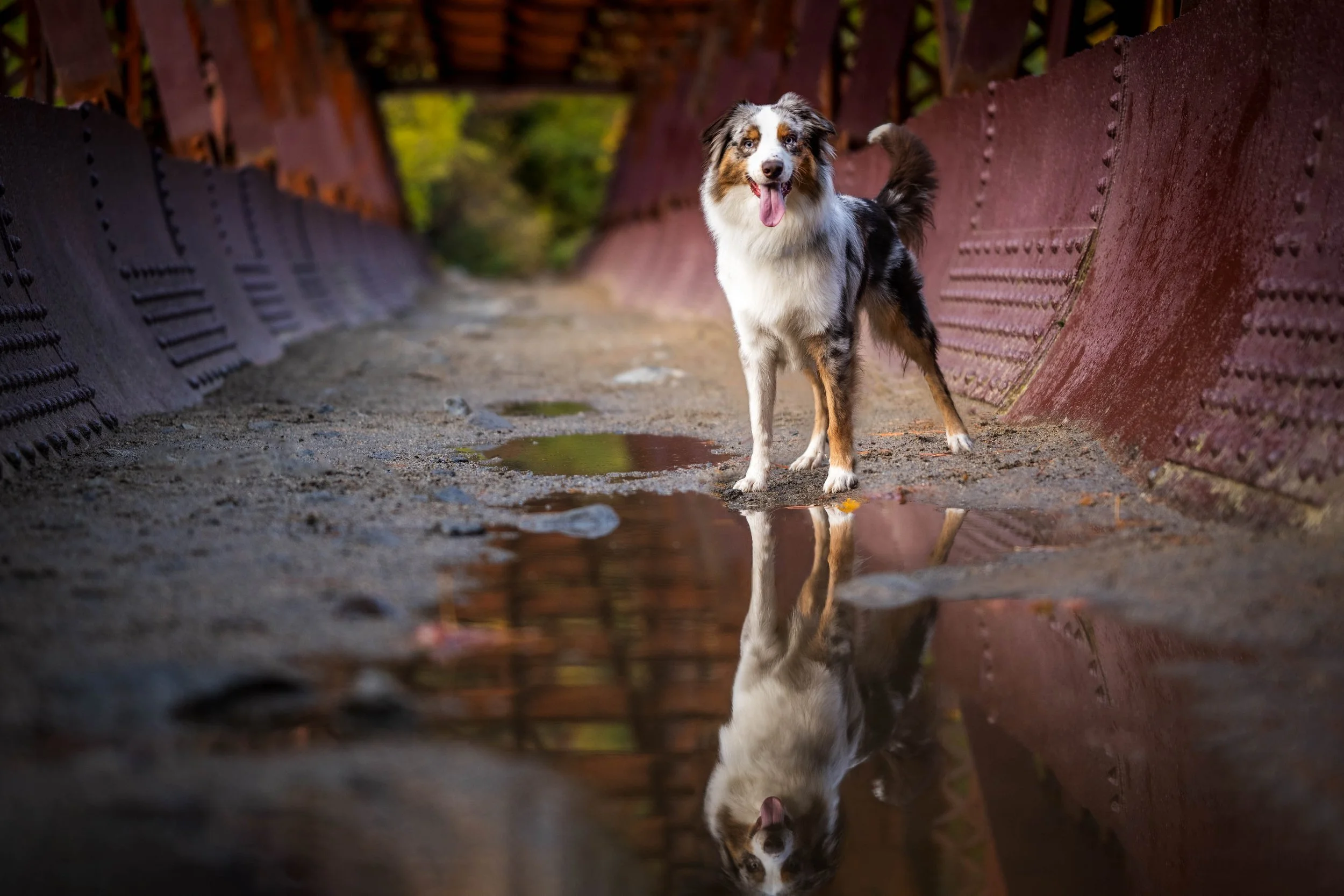 leavenworth dog photographer, mountain dog photos, seattle dog photos, seattle dog fall photographer