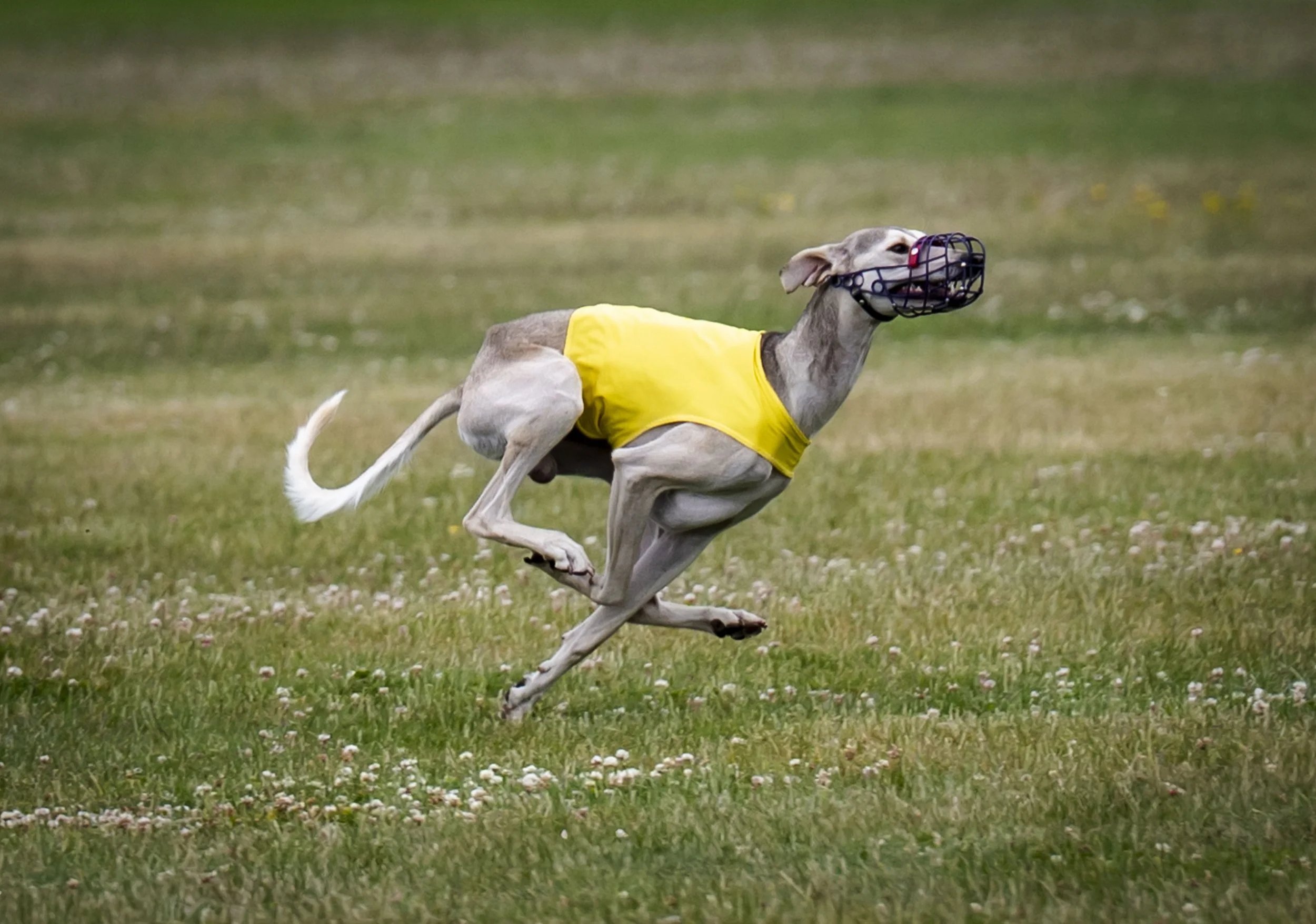 Lure Coursing June 22-39.jpg
