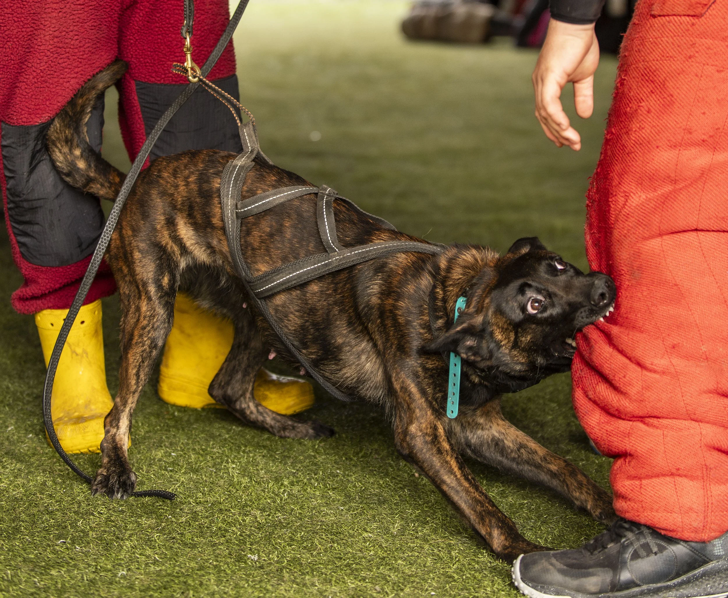Southpaw K9 Seminar-389.jpg