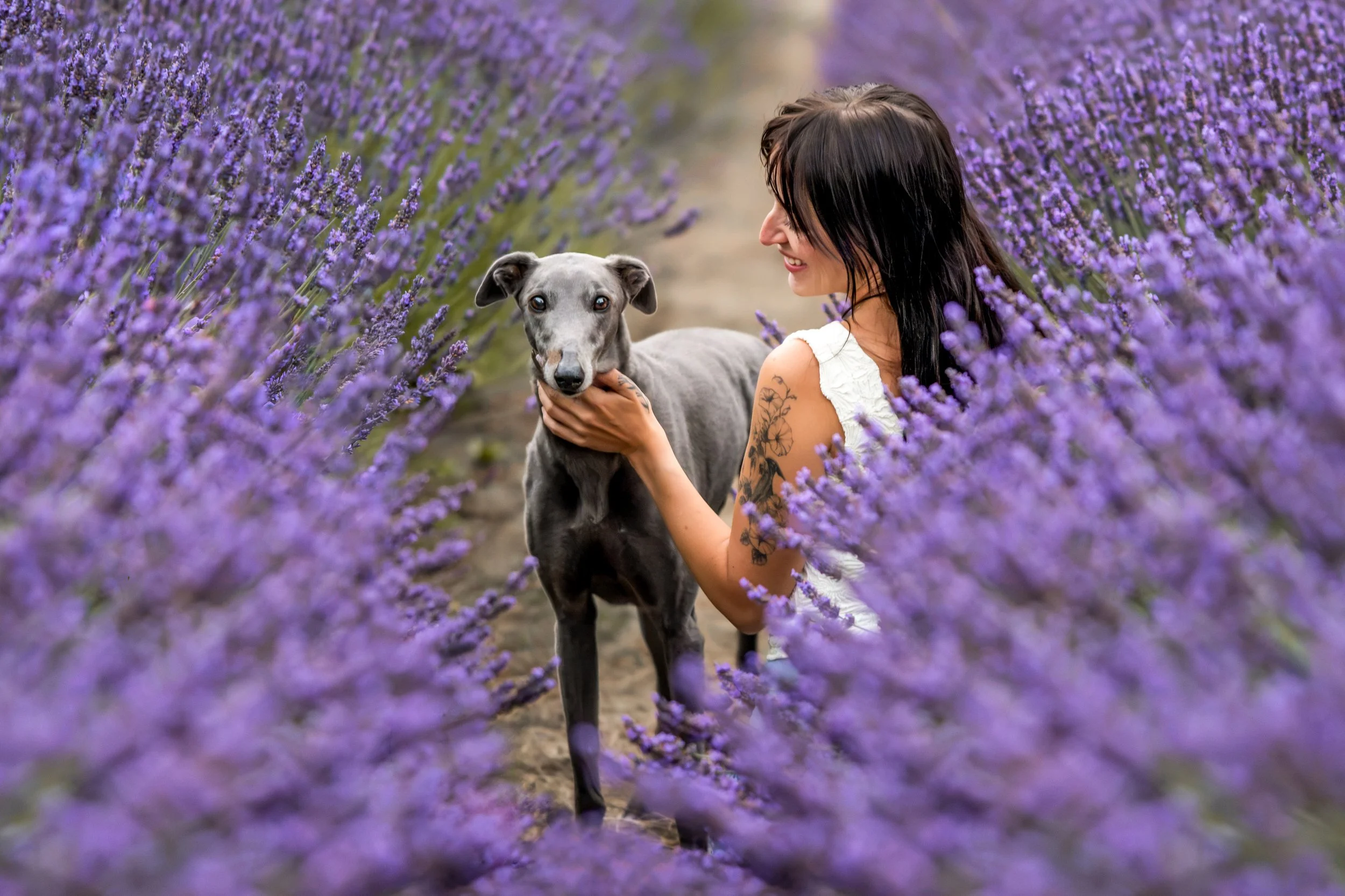 dog portraits, photos with my dog, older dog photos, dog photos seattle, sequim dog photographer