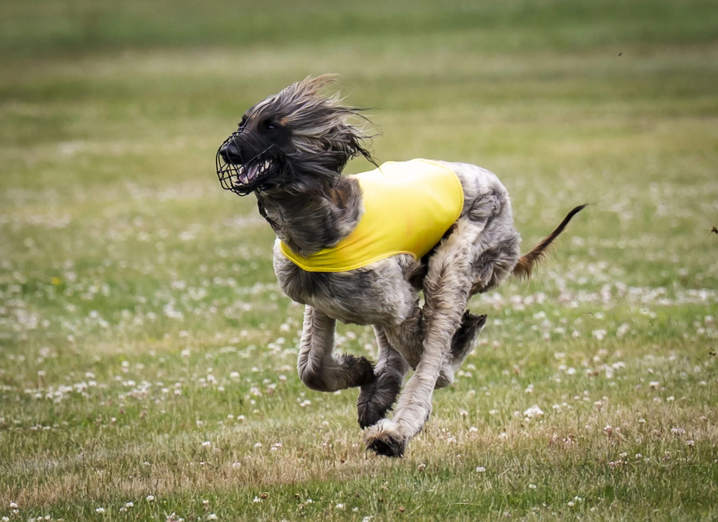 Lure Coursing June 22-81.jpg