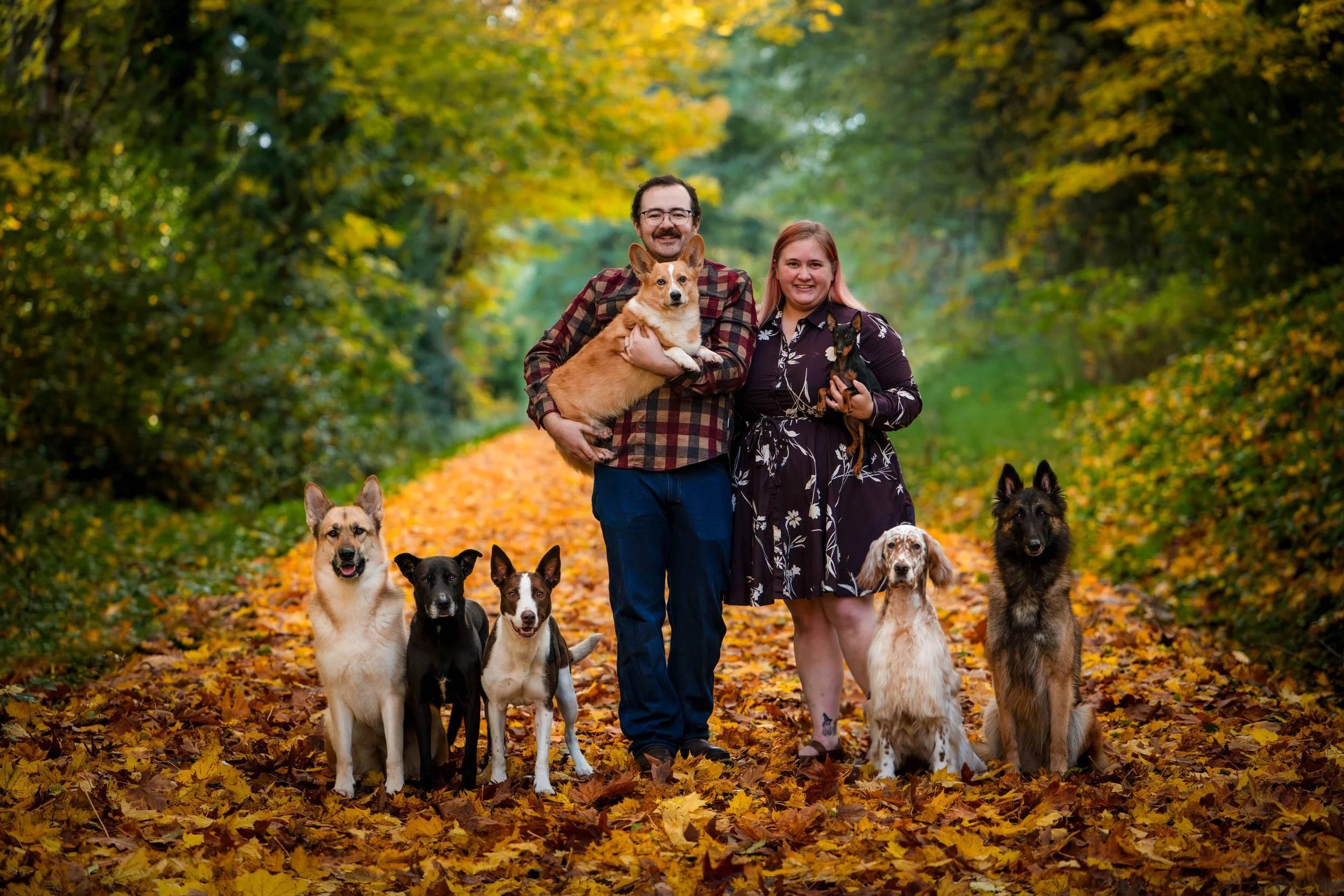 group dog photos, show dogs, rescue dogs, woodinville dog photographer, woodinville washington, woodinville dog bar