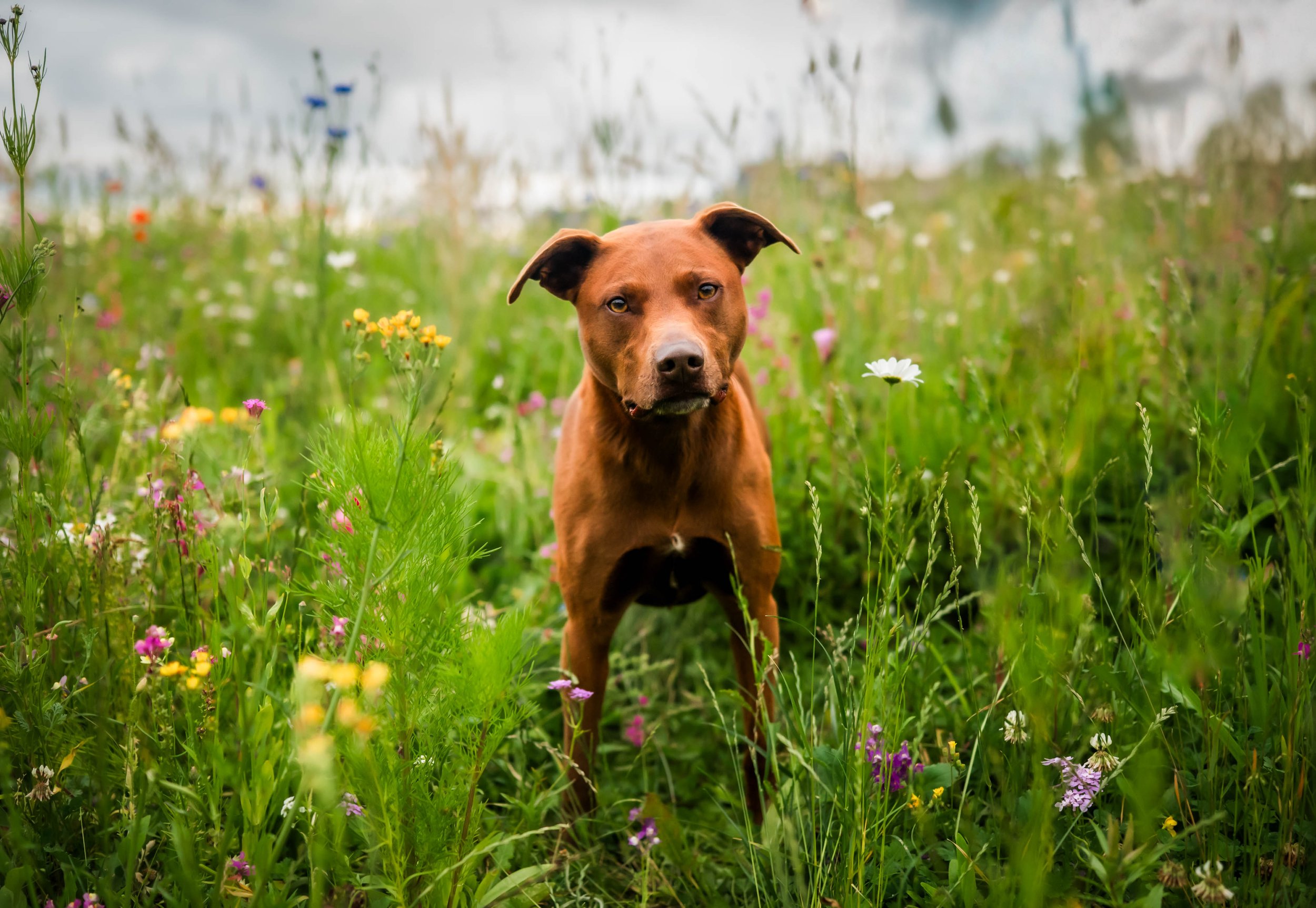 woodinville dog photographer, woodinville dog events, woodinville dog bar, woodinville dogs 