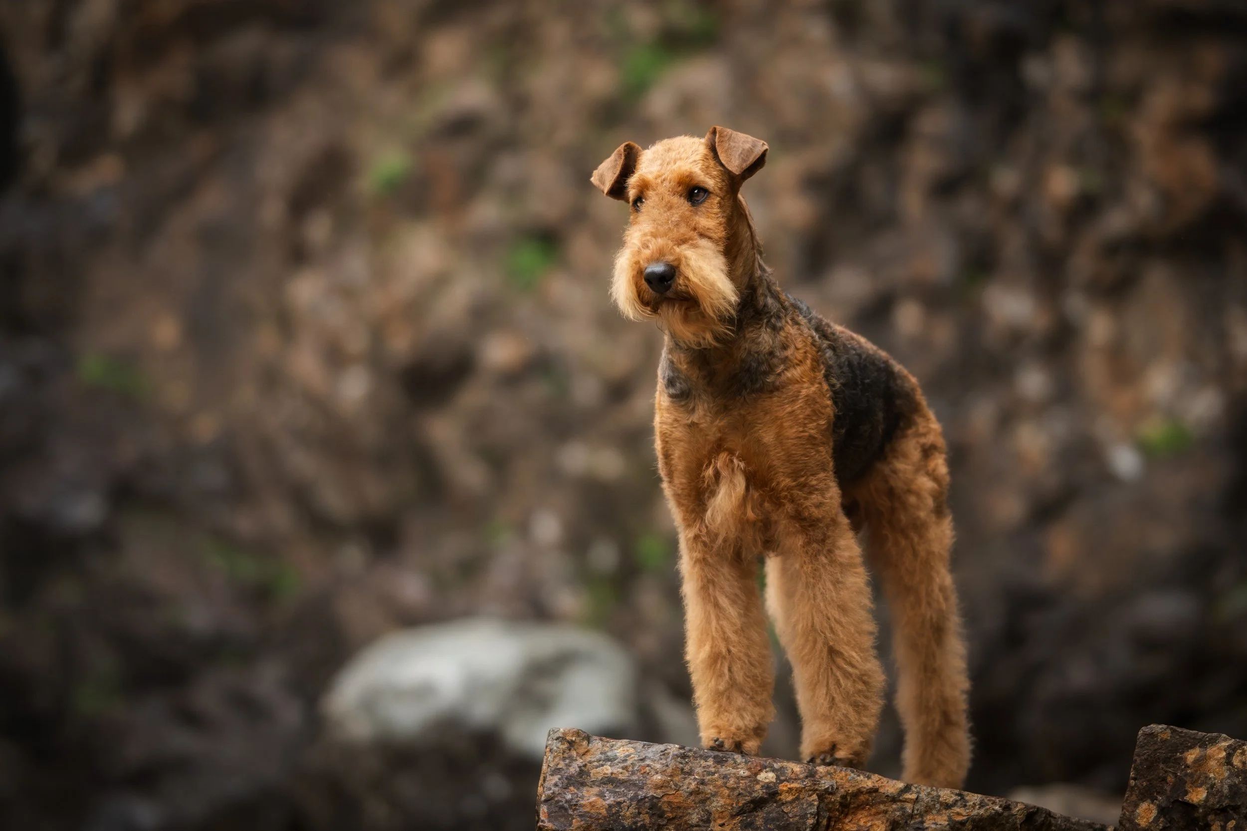 show dog photographer, show dog, seattle adventure, franklin falls seattle, franklin falls, snoqualmie dog photographer